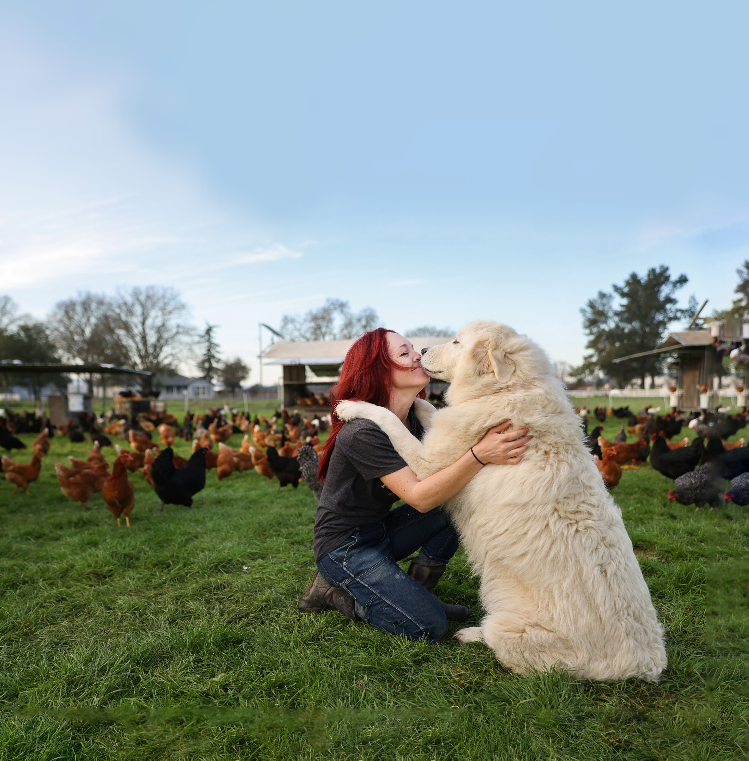 Tiffany Holbrook receives a hug from her livestock guard dog, Phoebe, at Wise Acre Farm in Windsor on Wednesday, January 12, 2022. (Christopher Chung/The Press Democrat)