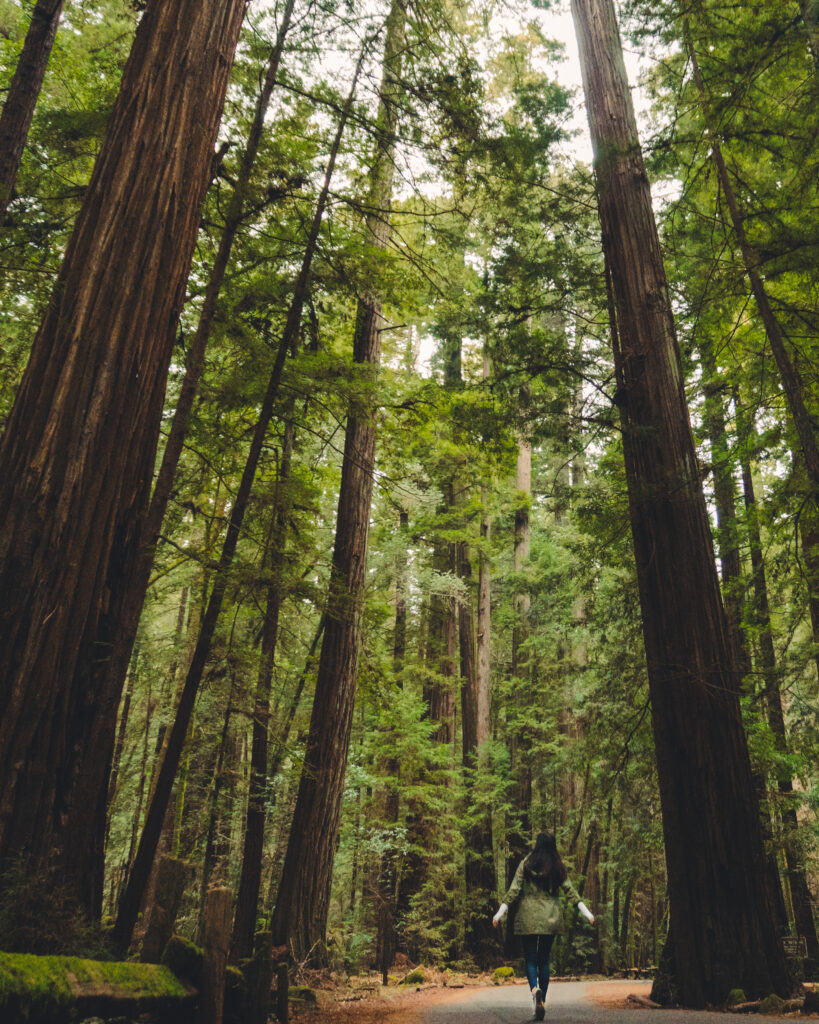Armstrong Redwoods State Natural Reserve in Guerneville. (Mariah Harkey/Sonoma County Tourism)