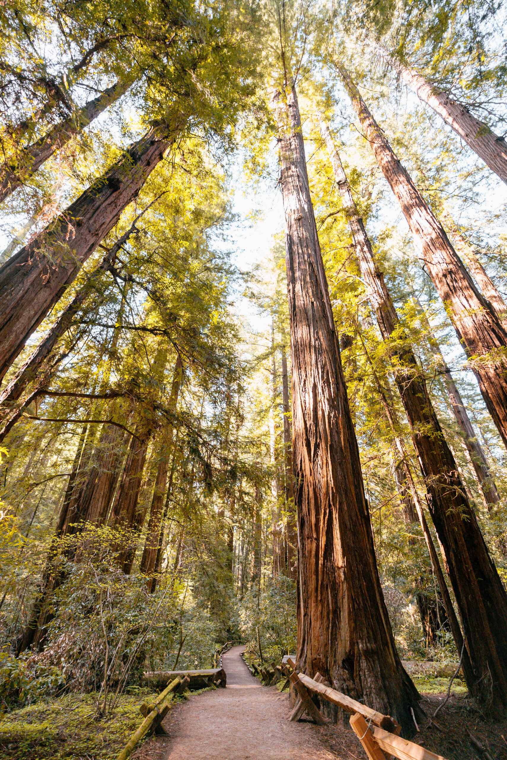 Armstrong Redwoods State Natural Reserve in Guerneville. (Mariah Harkey/Sonoma County Tourism)