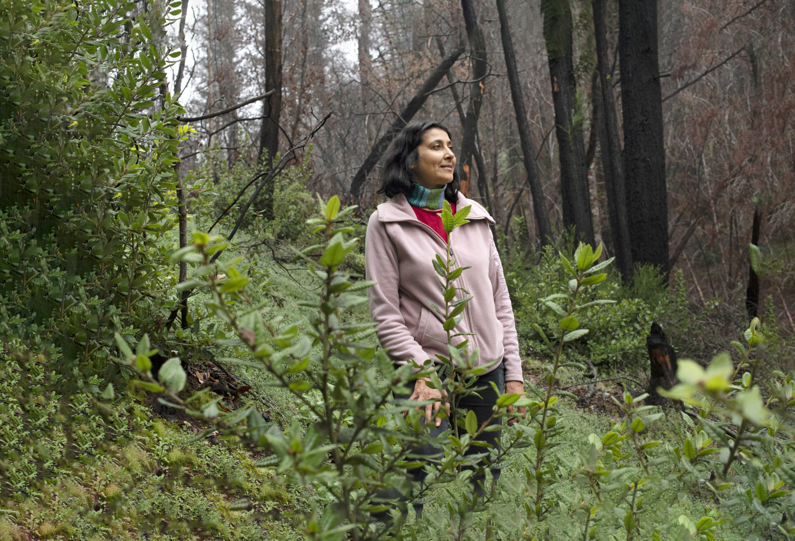 Filmmaker Maya Khosla is currently studying the landscape's recovery—and documenting the pursuits of a young family of foxes—deep in the burn area of the 2020 Walbridge fire. (Erik Castro/for Sonoma Magazine)