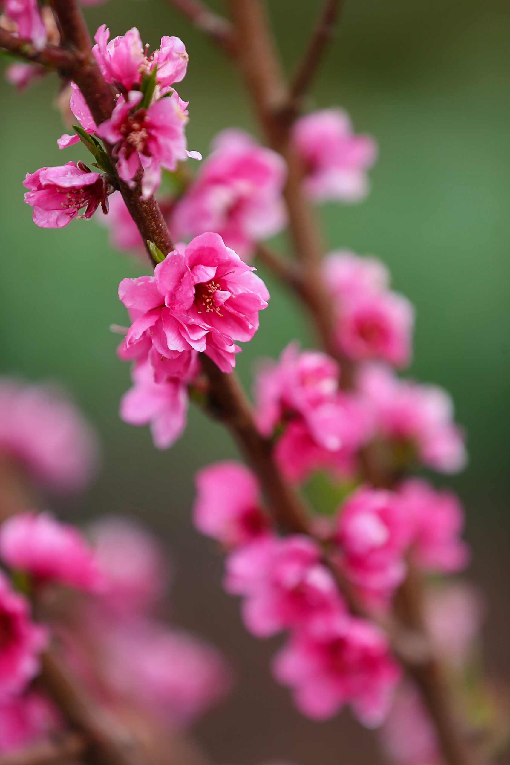 A peach tree blossoms at the culinary garden at Stone Edge Farm in Sonoma on Tuesday, March 15, 2022. (Christopher Chung/ The Press Democrat)