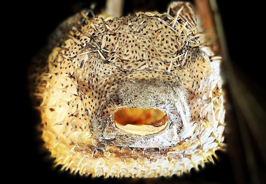 Taxidermy puffer fish at the forthcoming Kapu tiki bar in Petaluma. (Photo: Michael Richardson)