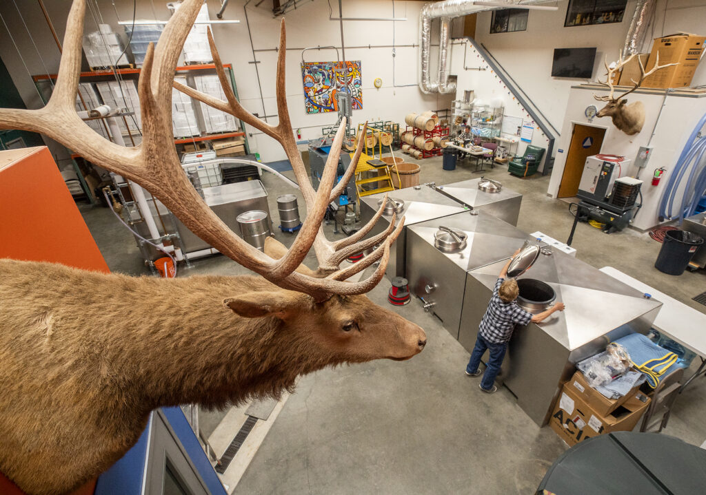 Under the gaze of the mounted head of an elk purchased on eBay, co-owner Gail Coppinger checks a tank in the production room at Elk Fence Distillery in Santa Rosa Tuesday, May 24, 2022. (John Burgess / The Press Democrat)