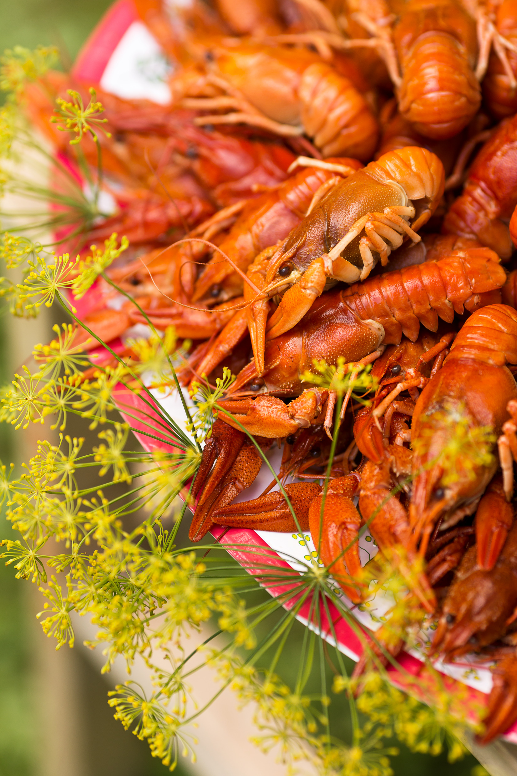 Swedish crayfish are cooked in brine, with plenty of dill. (Carolina Romare/imagebank.sweden.se)