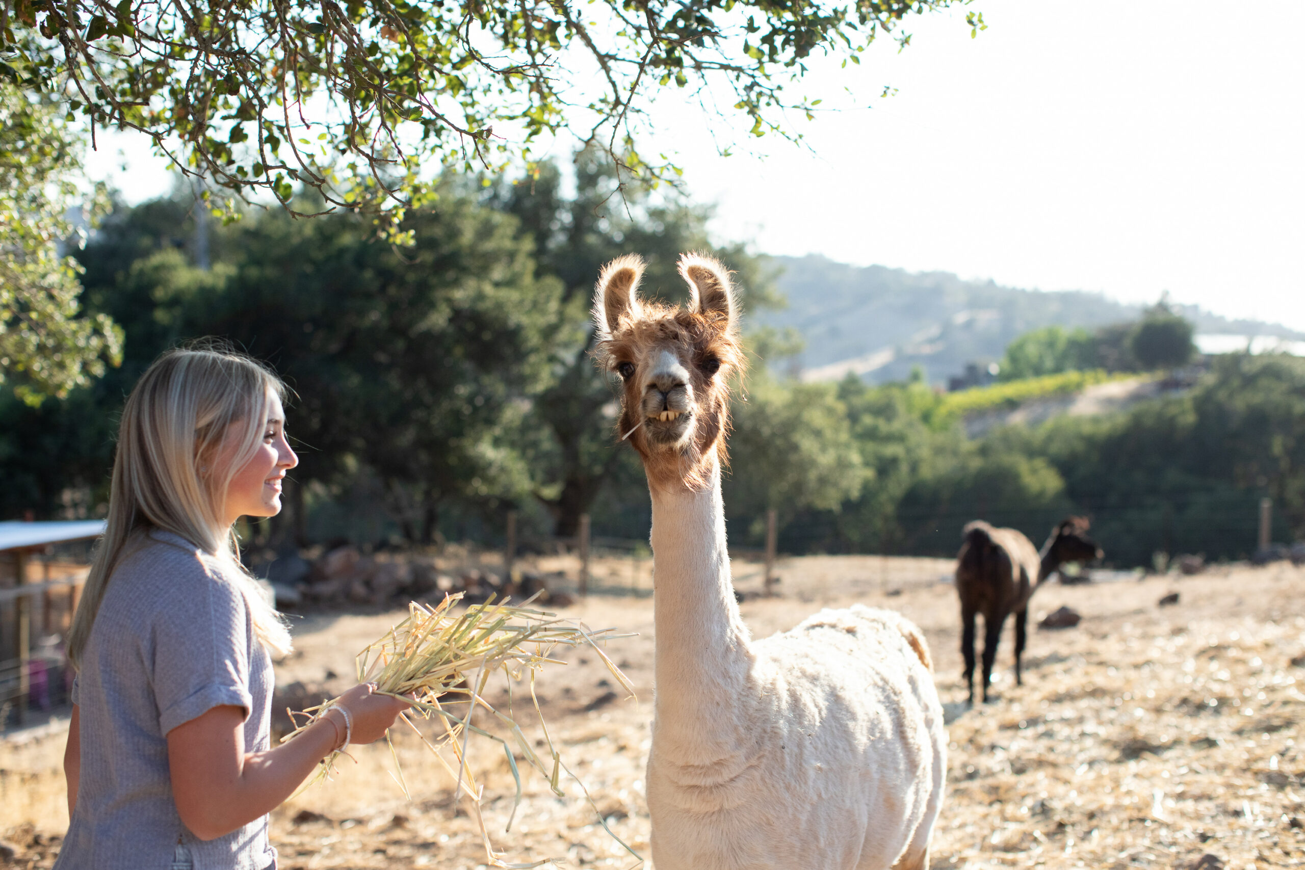 The Marks/Howe family are active in the local 4-H community, and the kids raise pigs, llamas, alpacas, steers, sheep, and chickens. (Eileen Roche)