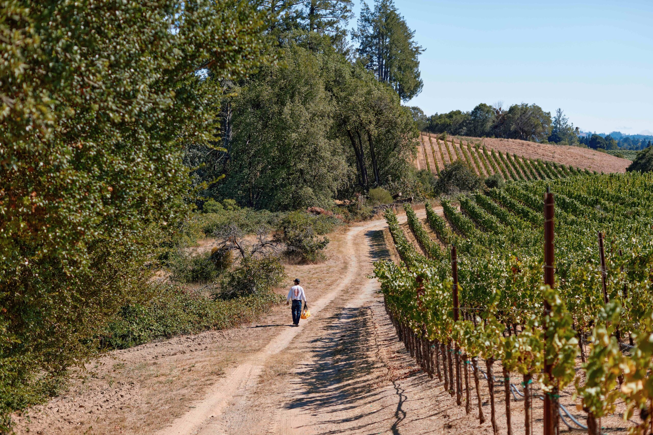 Bardos founder Aaron Brown, searching for long-forgotten fruit at the edge of a vineyard outside Sebastopol. (Photo by Kim Carroll)