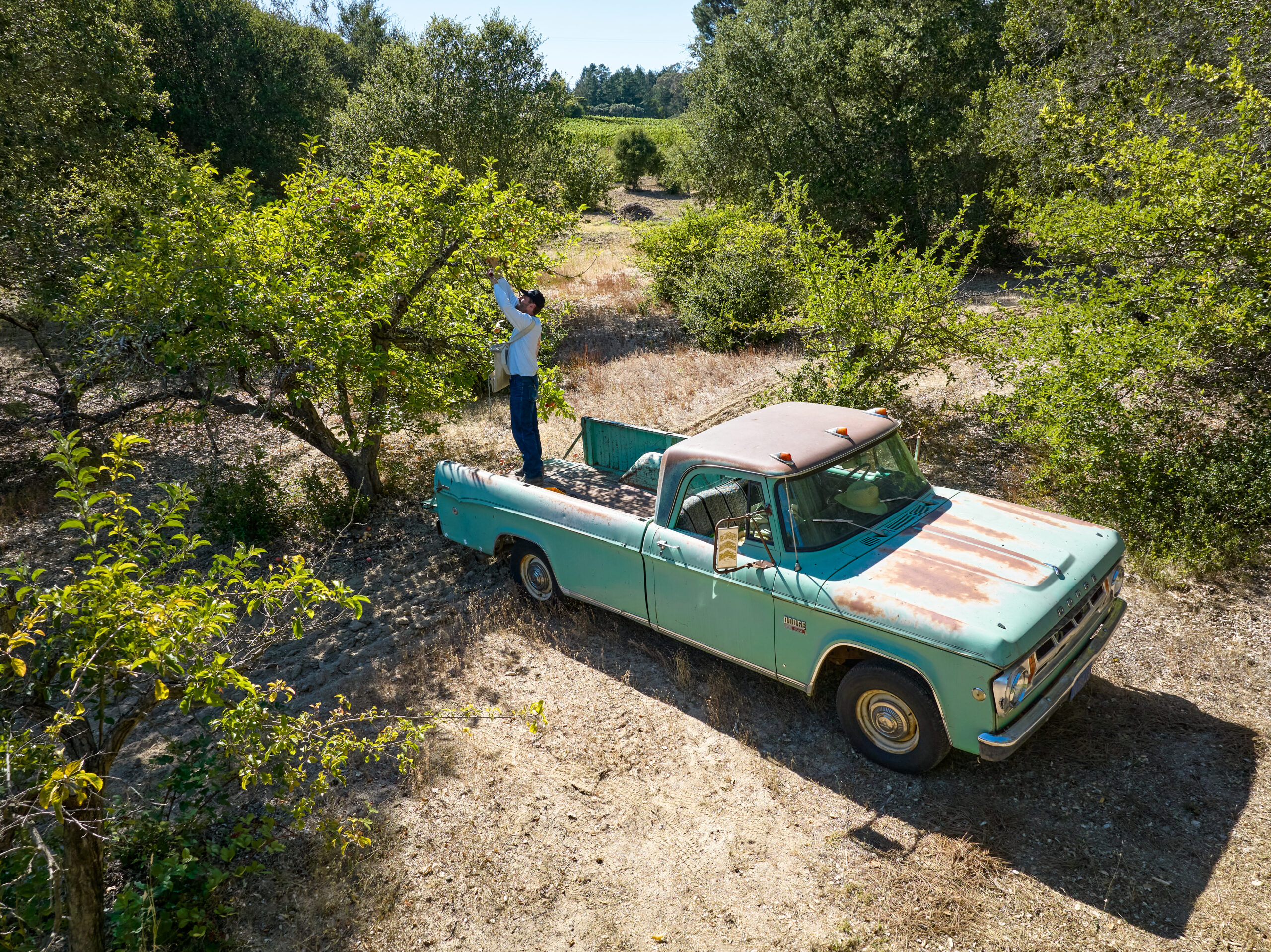 Aaron Brown picks apples from the back of an old pickup truck. (Photo by Kim Carroll)