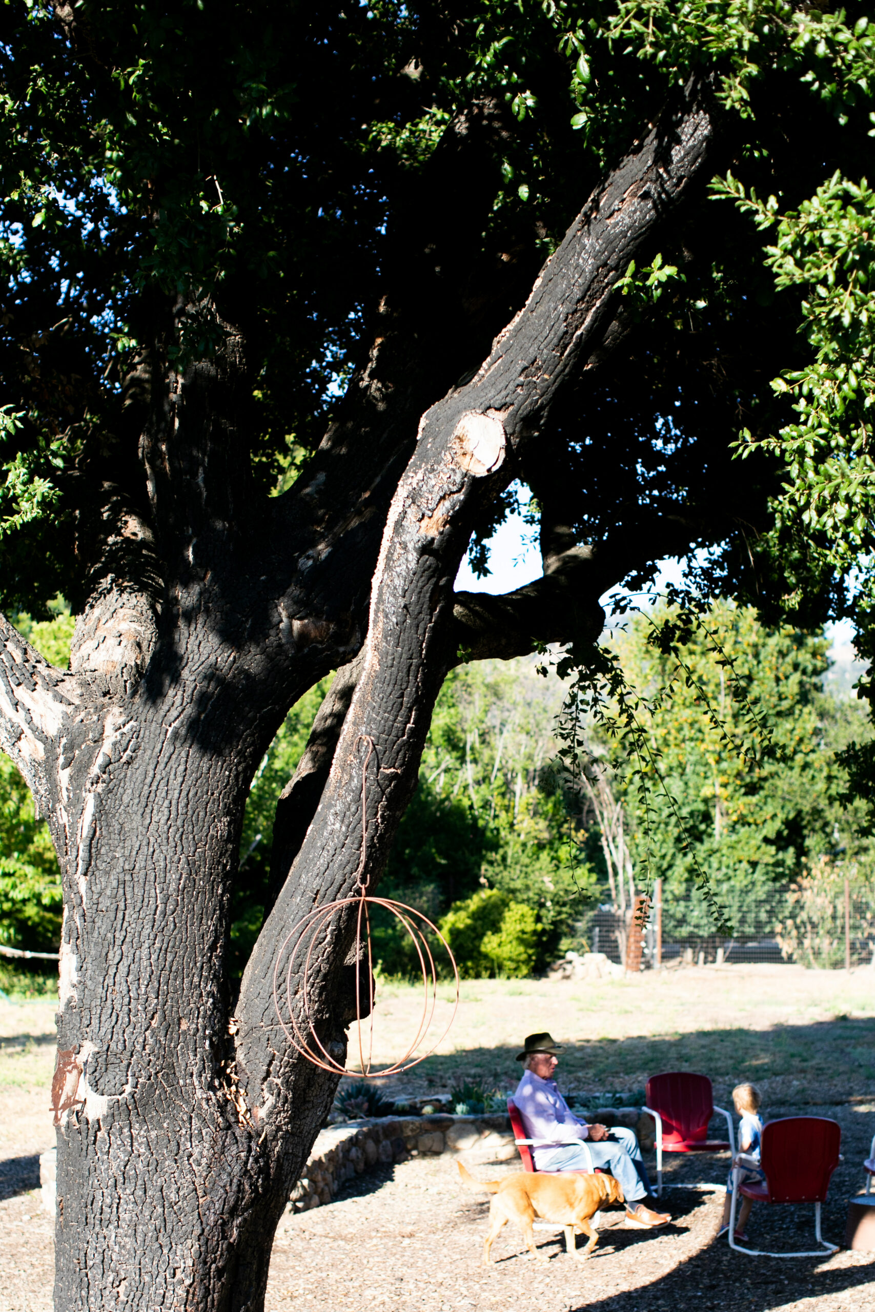 A fire-scarred oak still stands in the new backyard. (Eileen Roche)