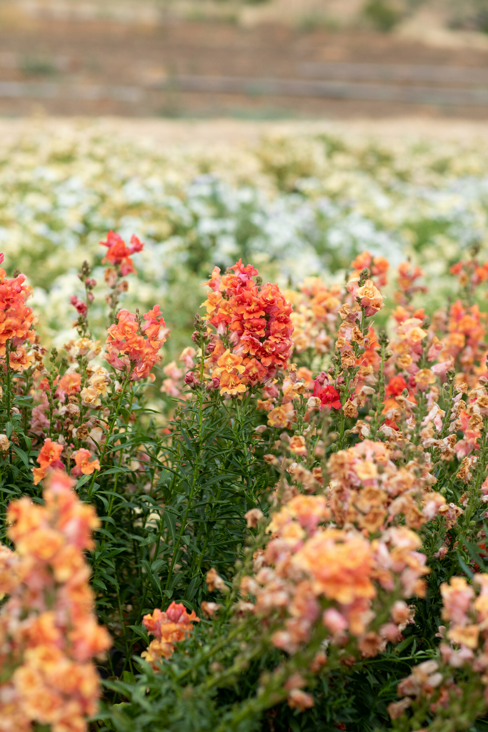 At Front Porch Farm in Healdsburg.