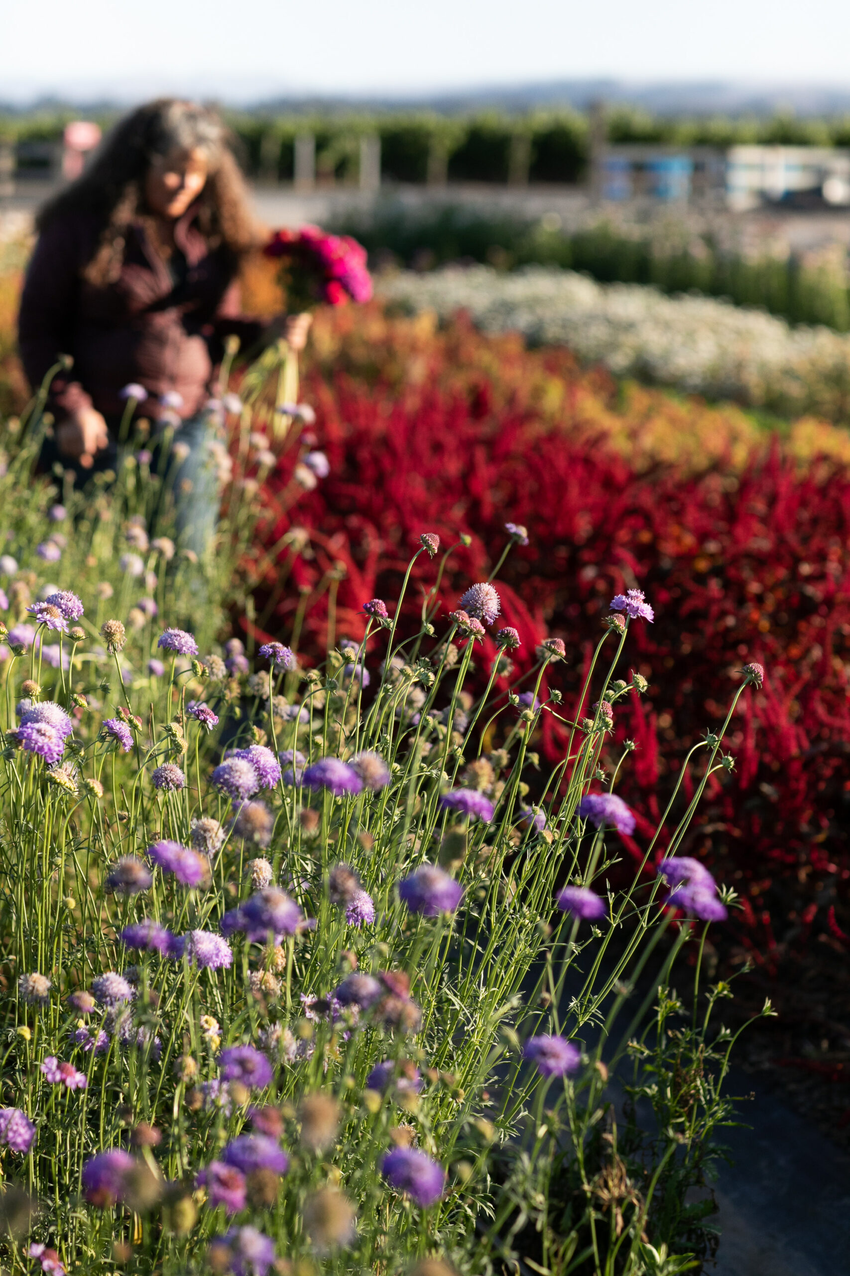 At Zannah Farms in Santa Rosa. (Eileen Roche)