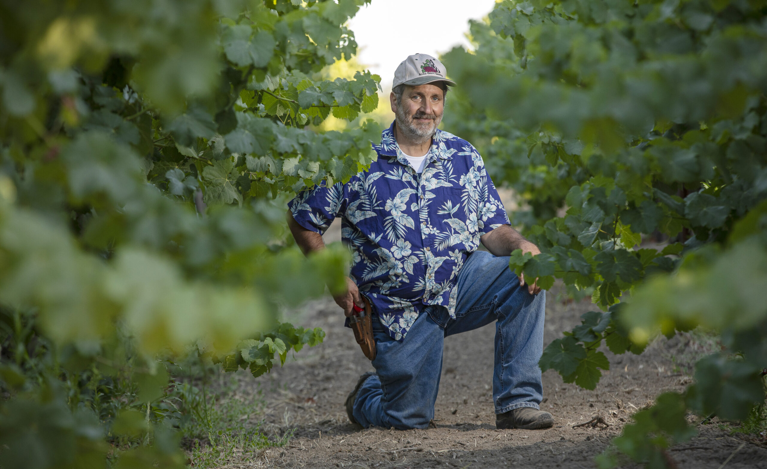 Grower Peter Fannuci specializes in Trouseau Gris and his family have been growing in Fulton for over 4 decades, July 23, 2022. (Chad Surmick / Press Democrat)