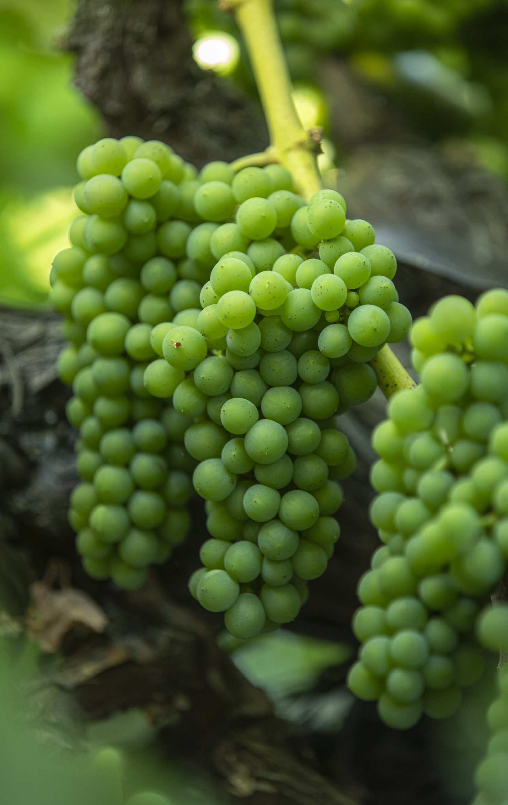 Grower Peter Fannuci specializes in Trouseau Gris and his family have been growing in Fulton for over 4 decades, July 23, 2022. (Chad Surmick / Press Democrat)