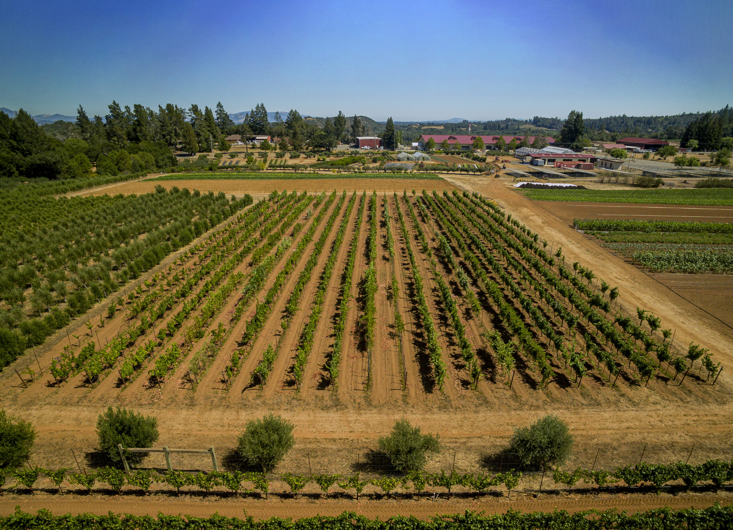 The Teaching Vineyard at Santa Rosa Junior College’s Shone Farm, July 22, 2022. (Chad Surmick / Press Democrat)