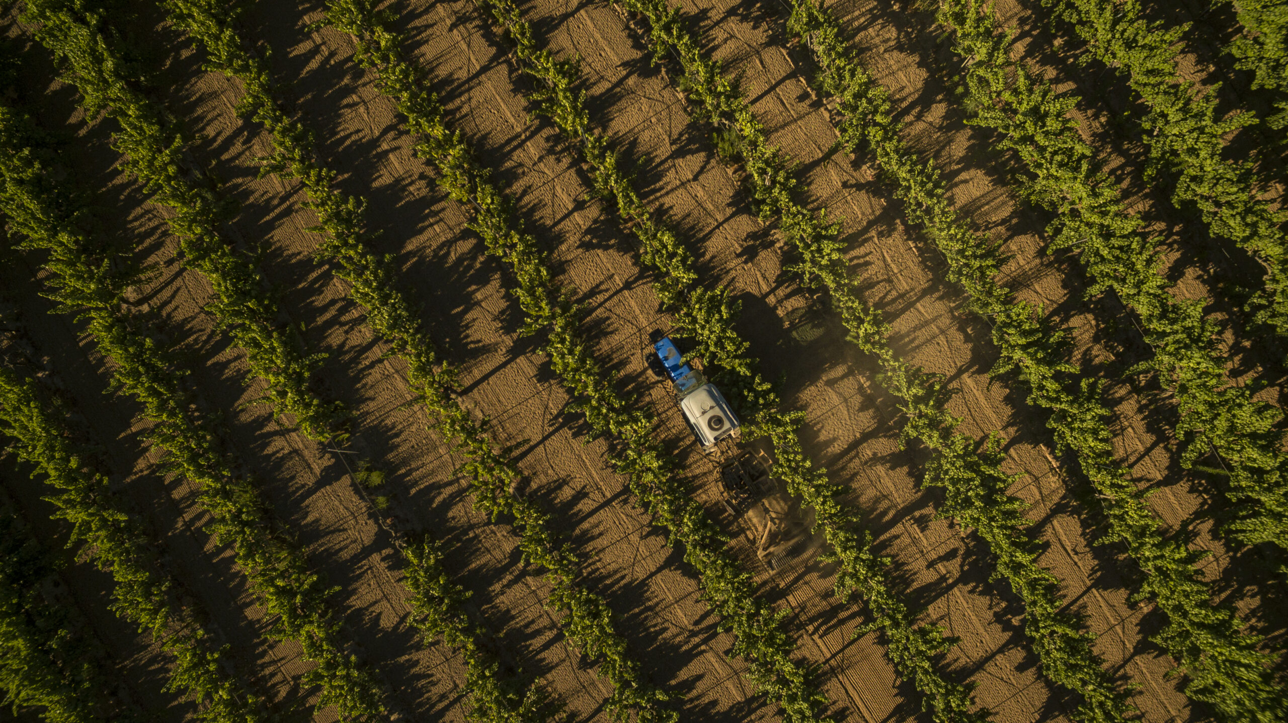 Grower Peter Fannuci specializes in Trouseau Gris and his family have been growing in Fulton for over 4 decades, July 23, 2022. (Chad Surmick / Press Democrat)