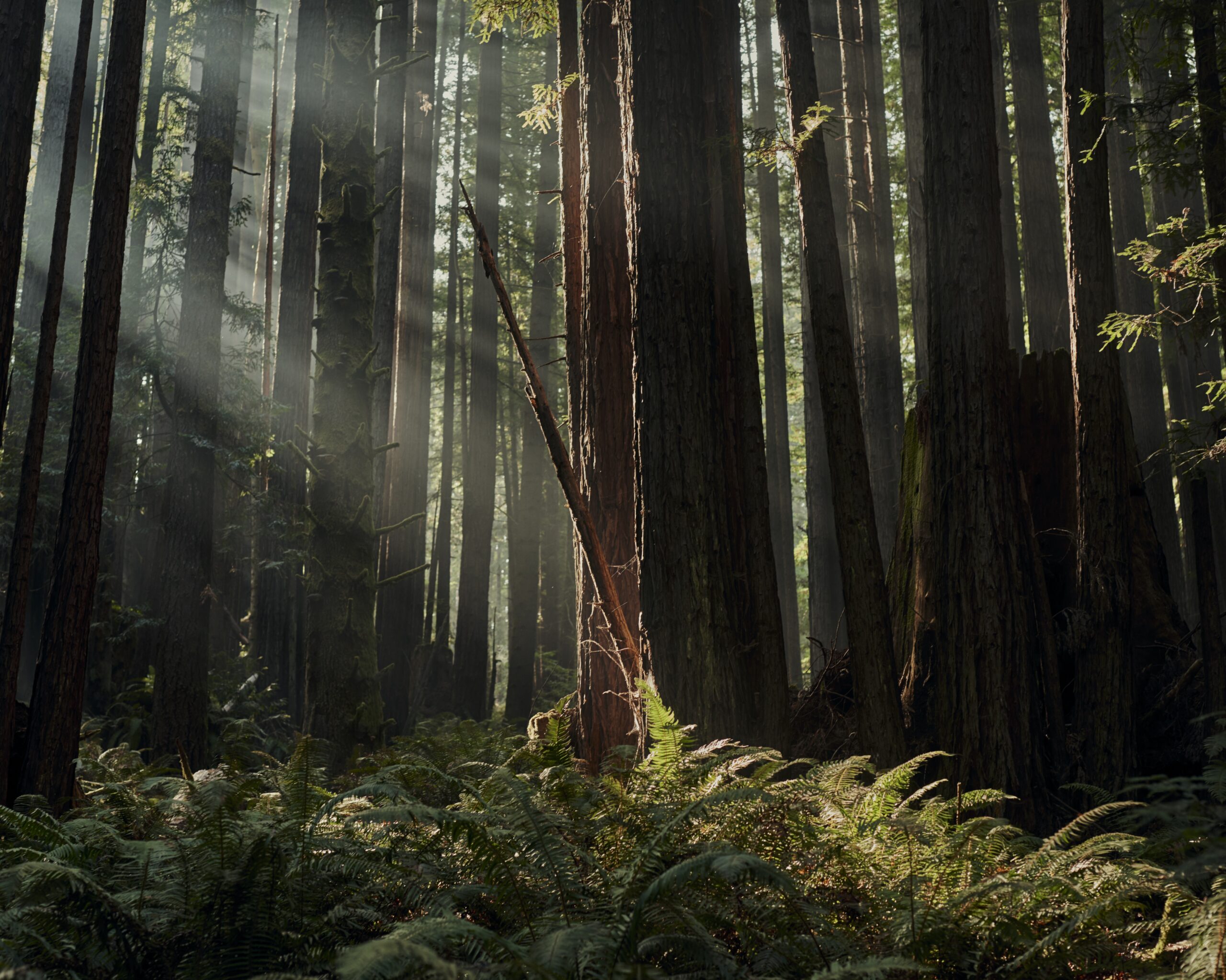 Coastal redwoods tower in a way that makes humans feel very small and very serene. (Carlos Chavarría)