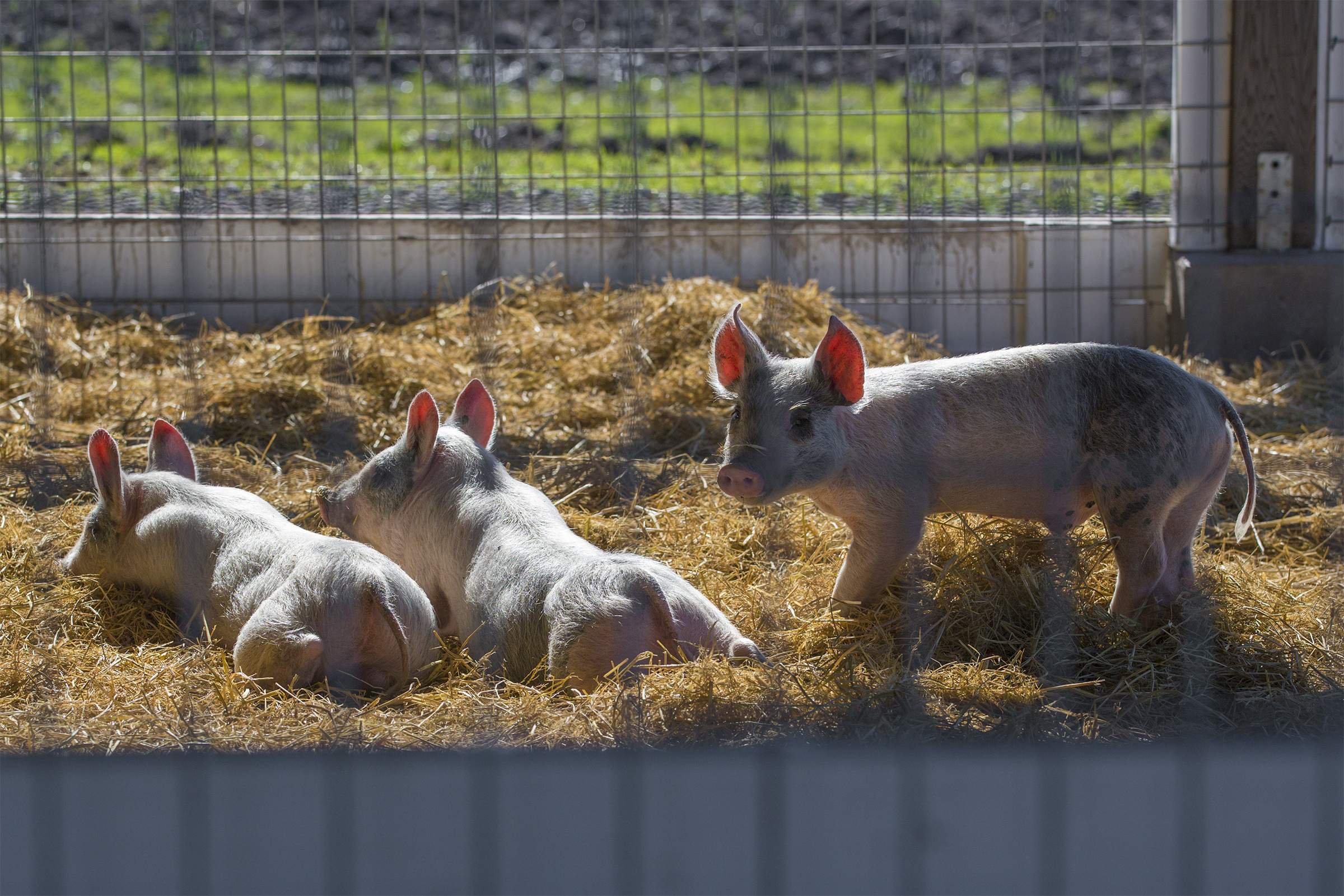 Piglets relaxing in the evening sun in their enclosure at Charlie's Acres. (Photo by Robbi Pengelly/Index-Tribune)