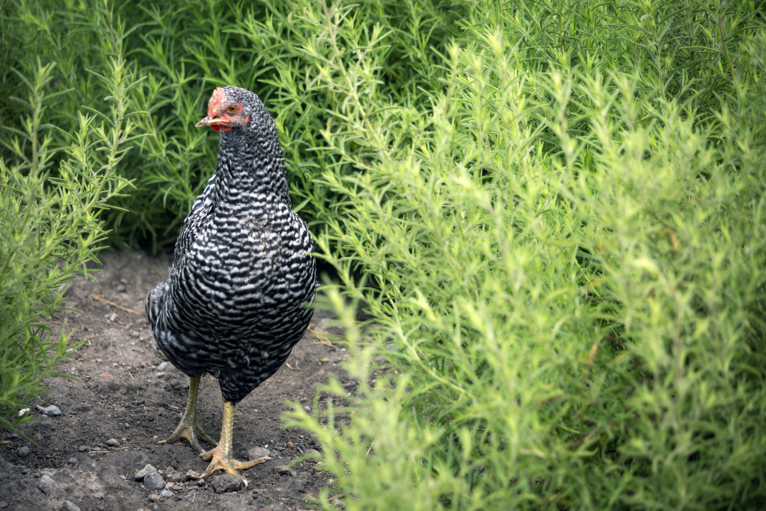 One of the rescued debeaked chickens now living the good life at Charlie’s Acres on Monday, August 1, 2022. (Robbi Pengelly/Index-Tribune)