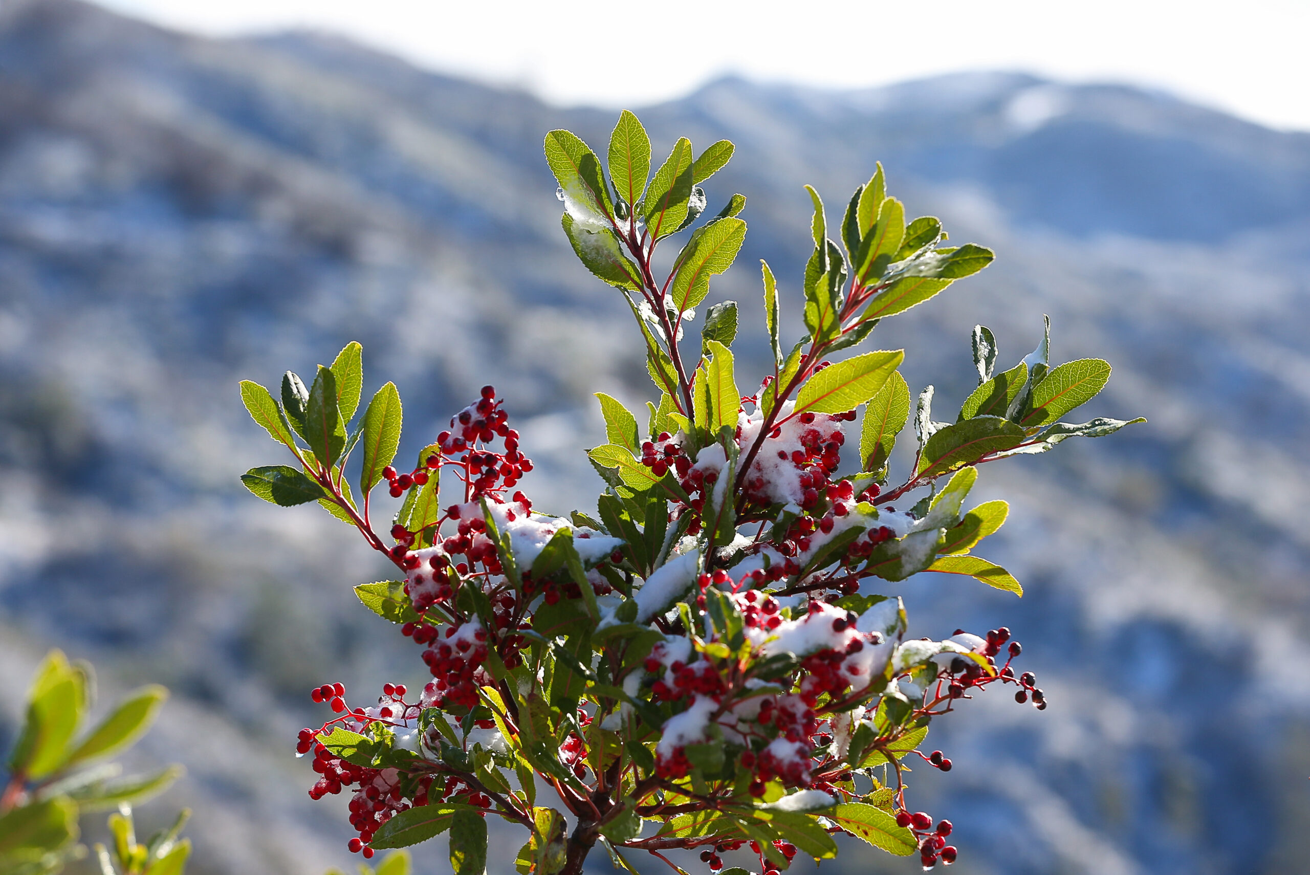 Snow lingers on a plant along Pine Flat Road, east of Geyserville, on Tuesday, December 14, 2021. (Christopher Chung/ The Press Democrat)