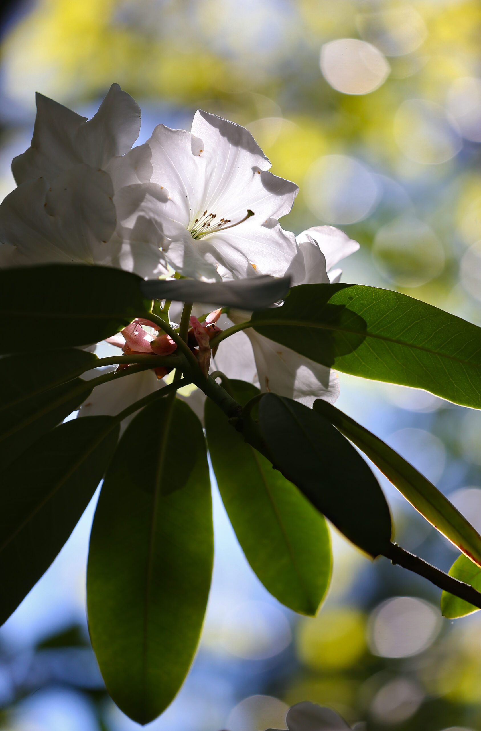 Sunlight streams down on a rhododendron at Hidden Forest Nursery near Sebastopol on Thursday, May 6, 2021. (Christopher Chung/ The Press Democrat)