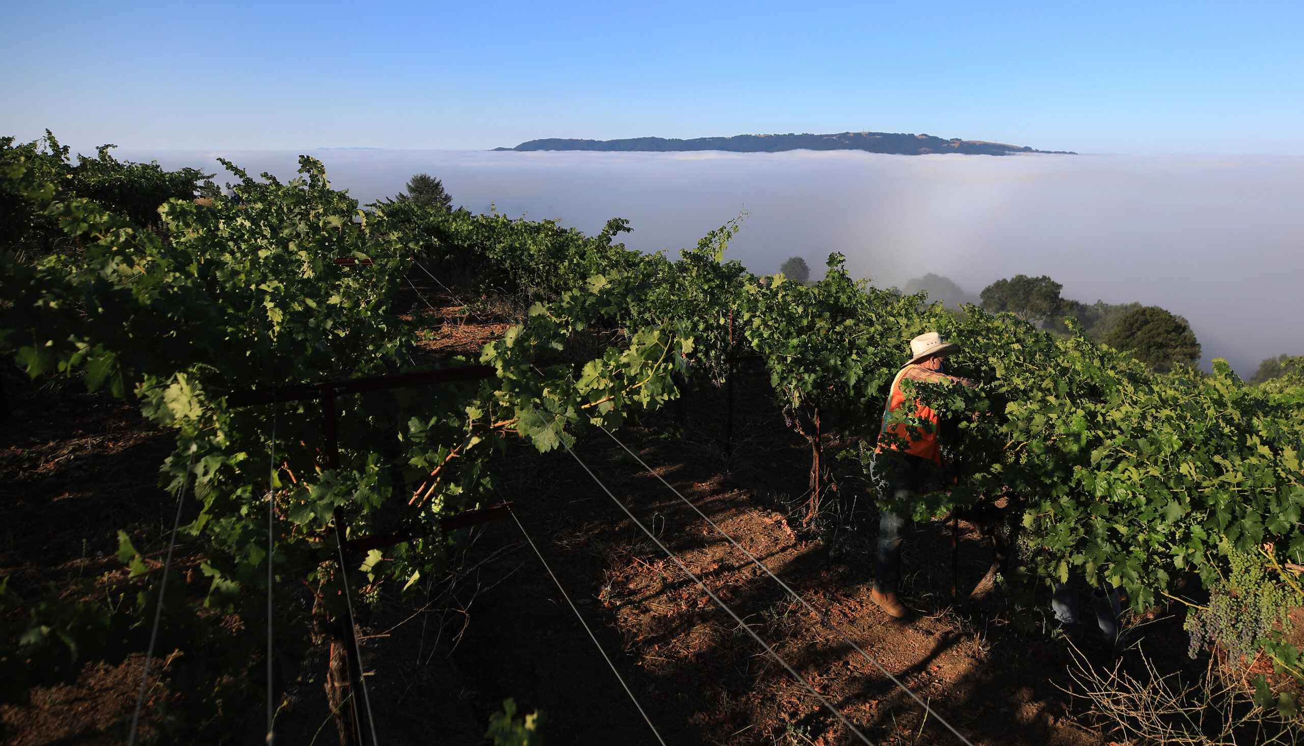 Leaves at Montecillo Vineyards are pulled to create airflow and sun exposure above the Valley of the Moon, Thursday, July 30, 2020. The head trained Cabernet and other variatels were planted in the 1960s. To the west, Sonoma Mountain peaks above the typical summer marine layer. (Kent Porter / The Press Democrat)