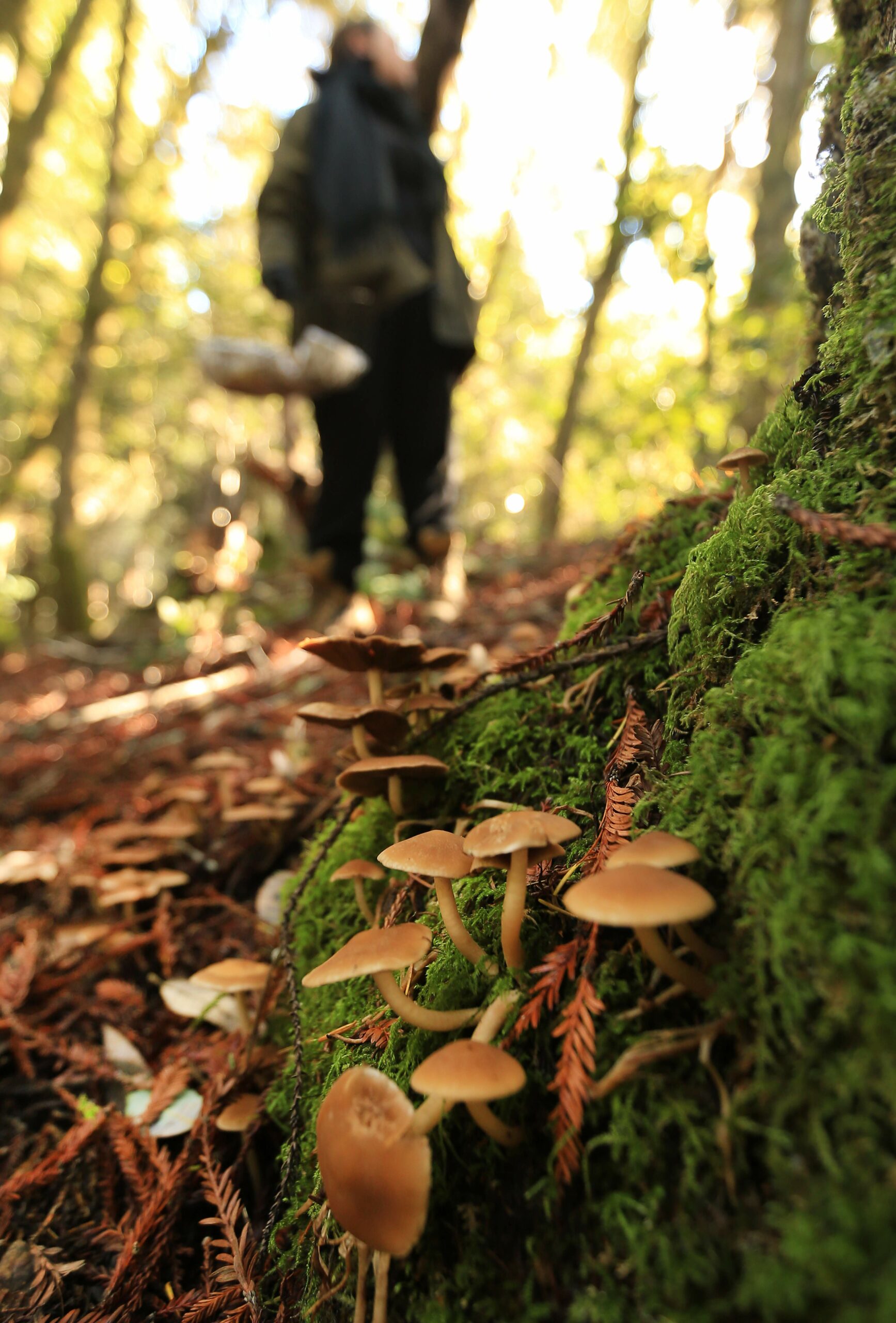 12/29/2014:A5:Mushrooms grow at the base of an oak tree at Salt Point State Park.KENT PORTER / The Press Democrat PC:Mushrooms grow at the base of an oak tree, saturday Dec. 27, 2014 at Salt Point State Park. (Kent Porter / Press Democrat) 2014