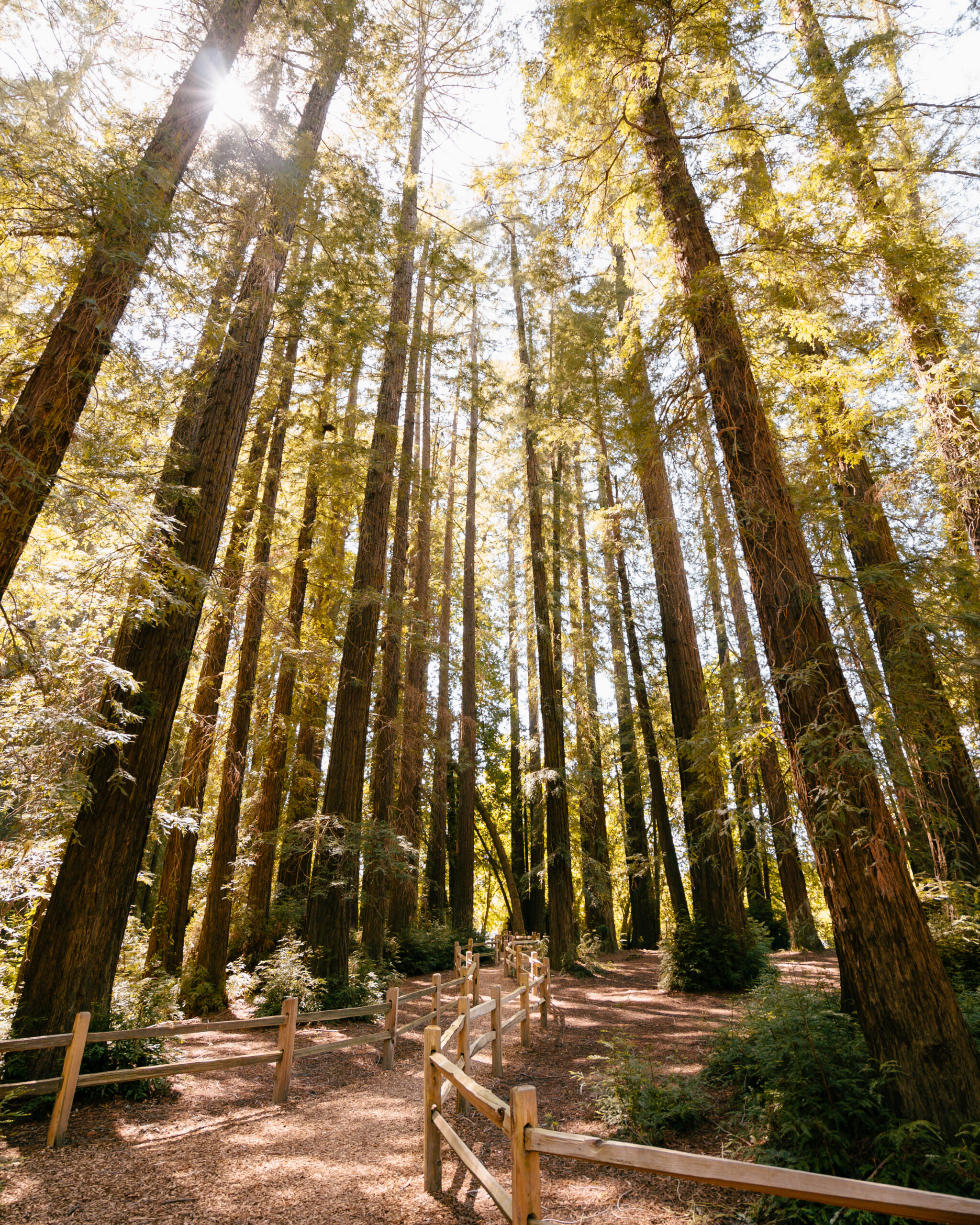 Riverfront Regional Park in Healdsburg. (Mariah Harkey)