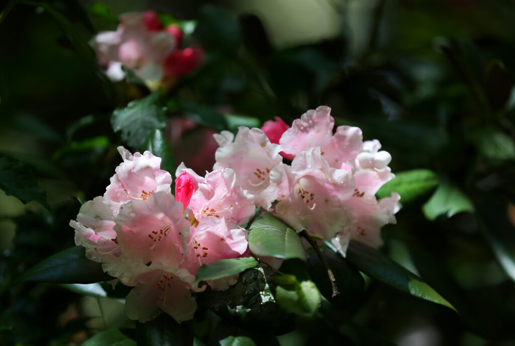 Pink flowers bloom on a rhododendron at Hidden Forest Nursery near Sebastopol. (Christopher Chung/The Press Democrat)
