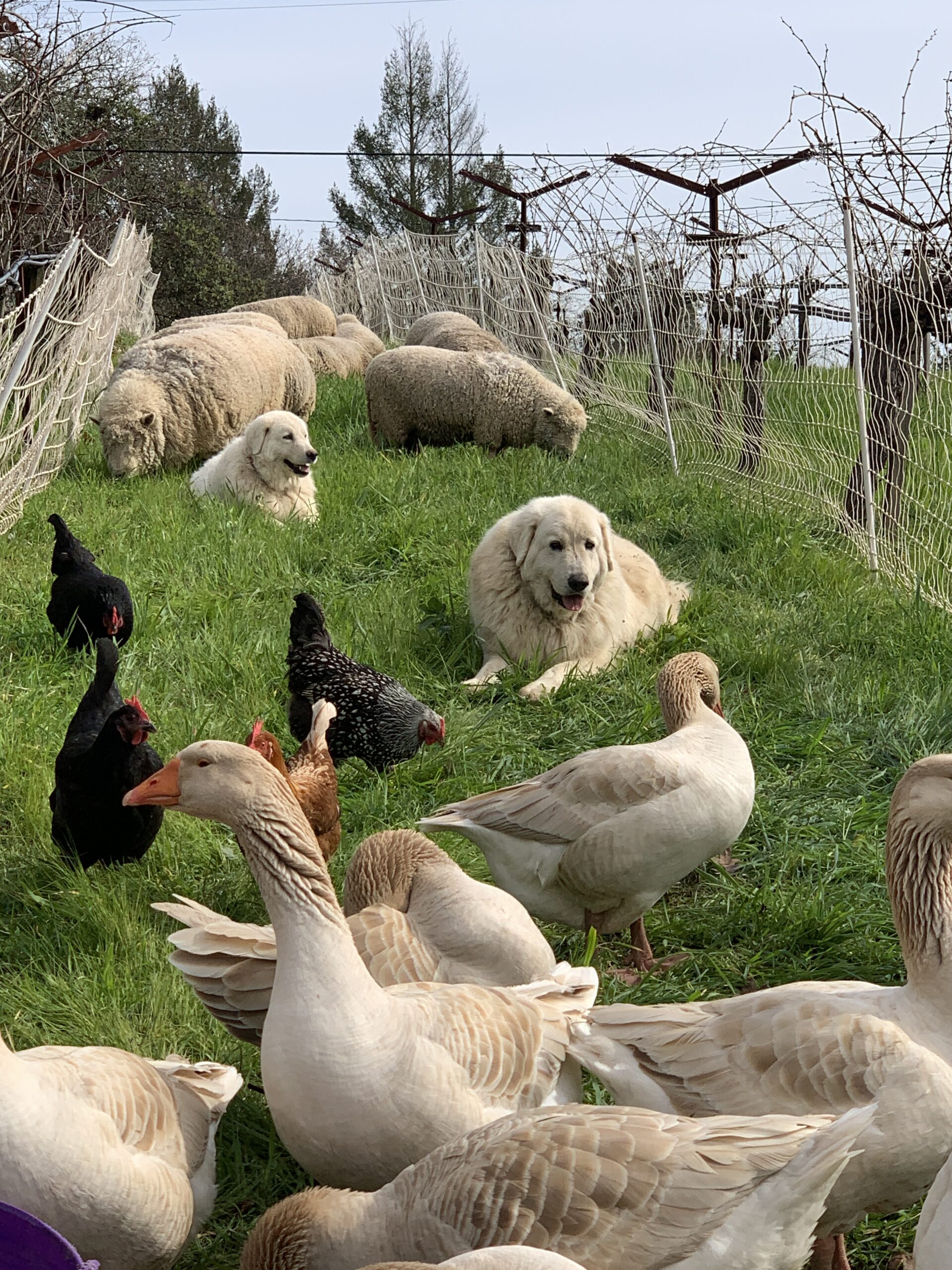 At Hanzell Vineyards in Sonoma, Scout and Radley keep watch over sheep, geese, and chickens. (Brandon Brédo)