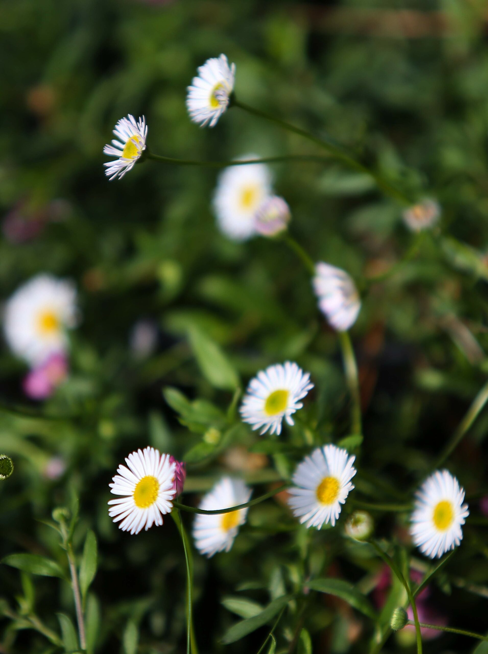 Small Santa Barbara Daisies bloom at Cottage Gardens of Petaluma, on Wednesday, October 12, 2016. (Christopher Chung/ The Press Democrat)