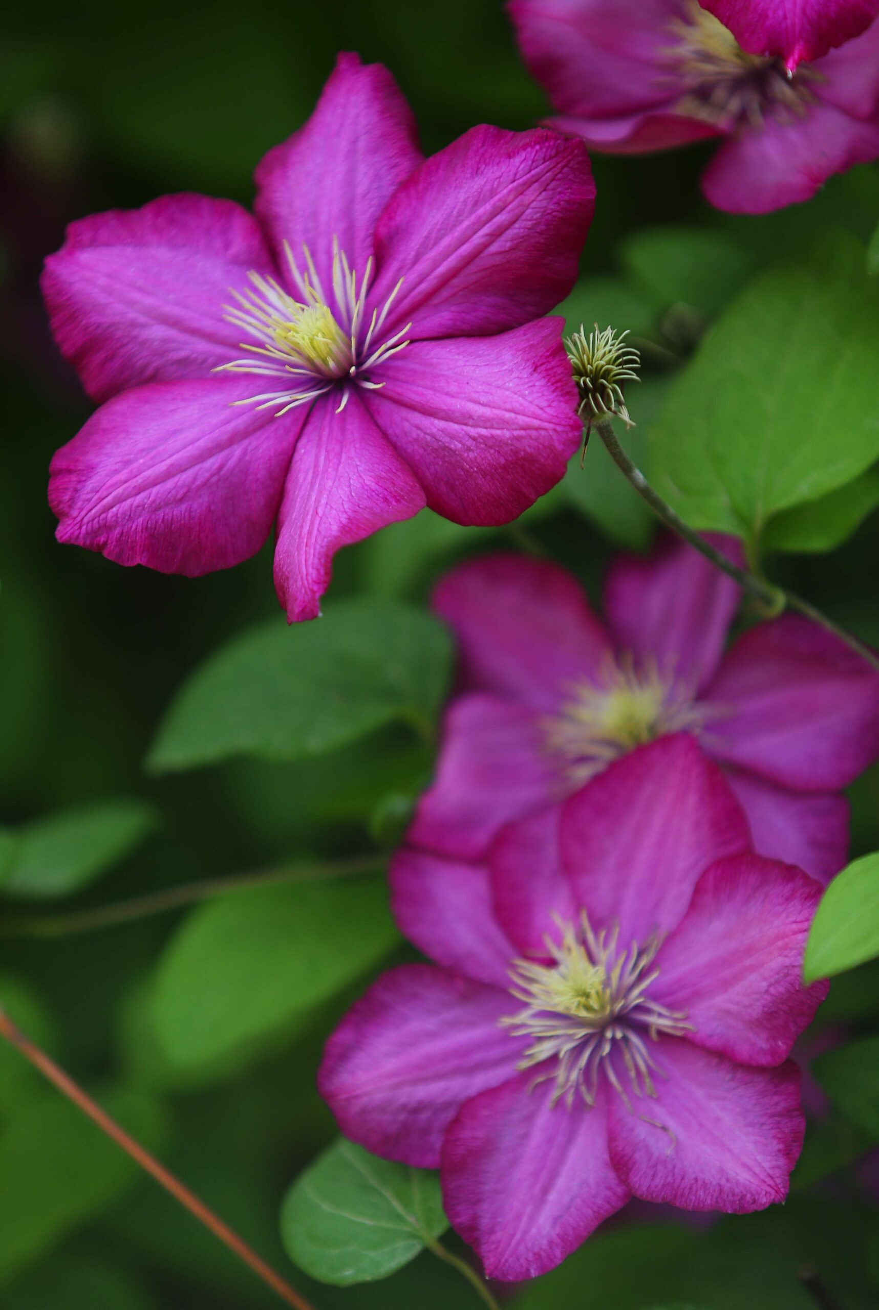 A clematis blooms at Cottage Gardens of Petaluma, on Wednesday, October 12, 2016. (Christopher Chung/ The Press Democrat)