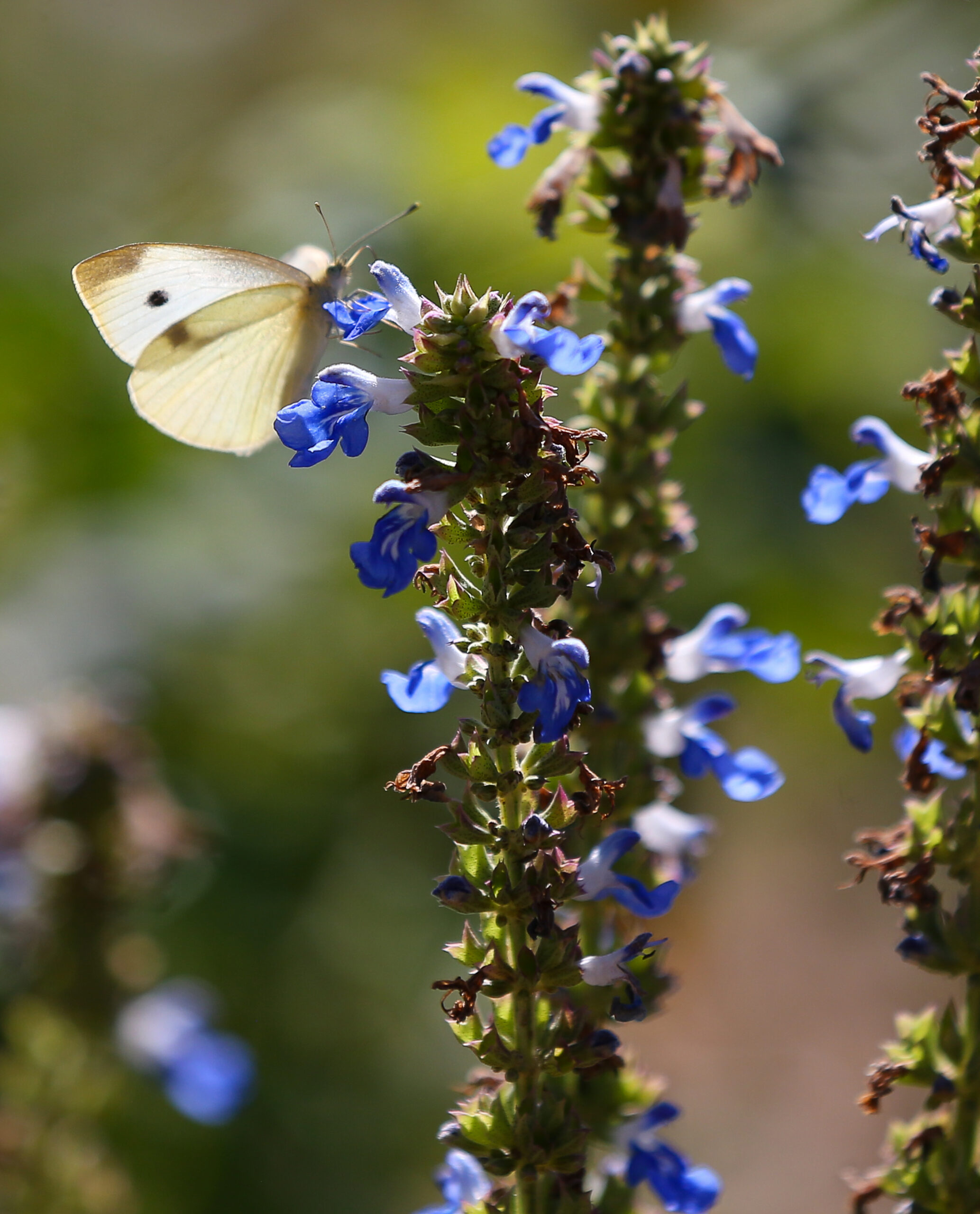 Pollinators, such as butterflies, are an important ally in helping your garden thrive, at Sonoma Garden Park in Sonoma on Monday, September 20, 2021. (Christopher Chung/ The Press Democrat)