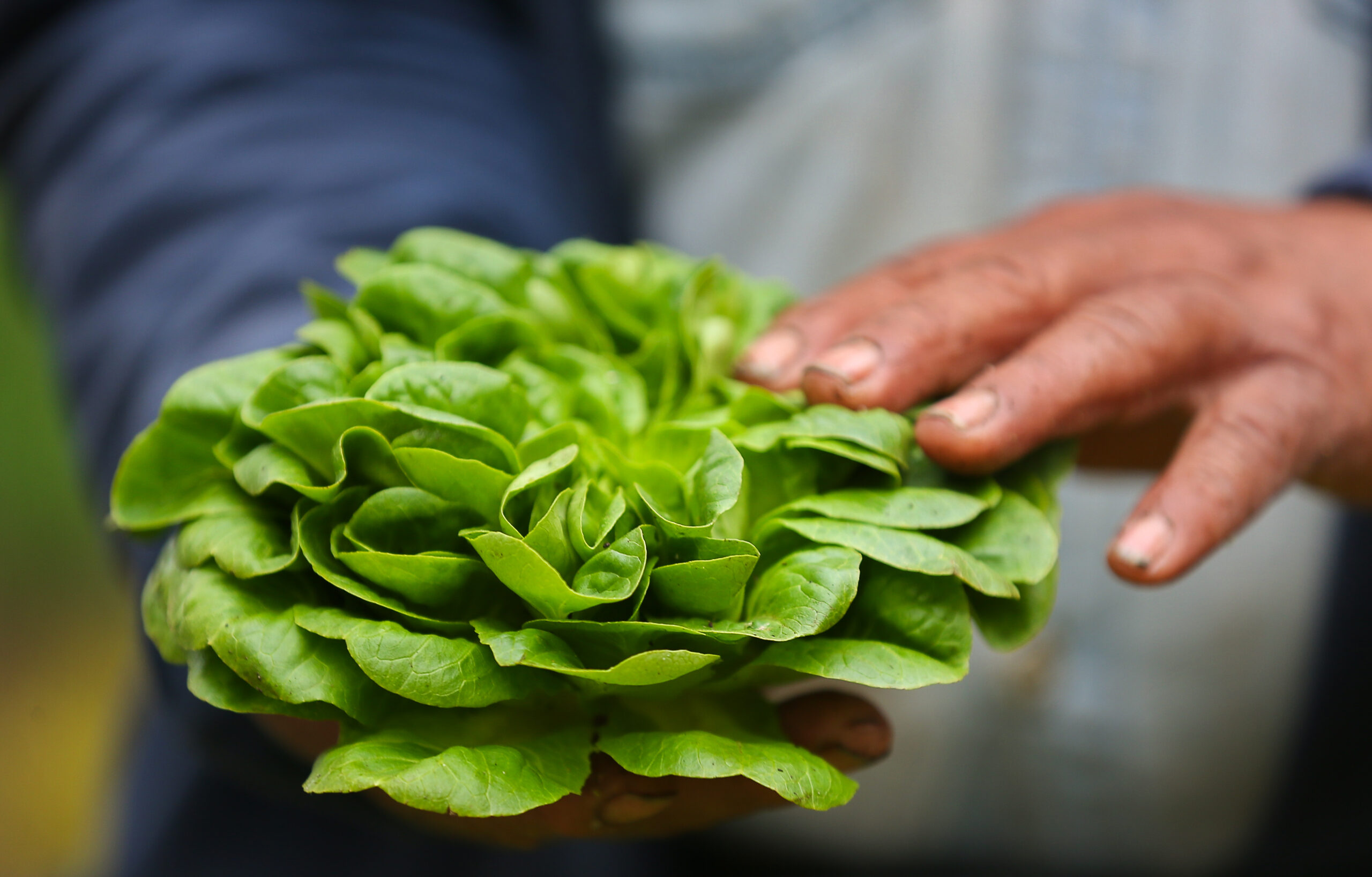 Lettuce harvested at the culinary garden at Stone Edge Farm for EDGE restaurant in Sonoma. (Christopher Chung/The Press Democrat)