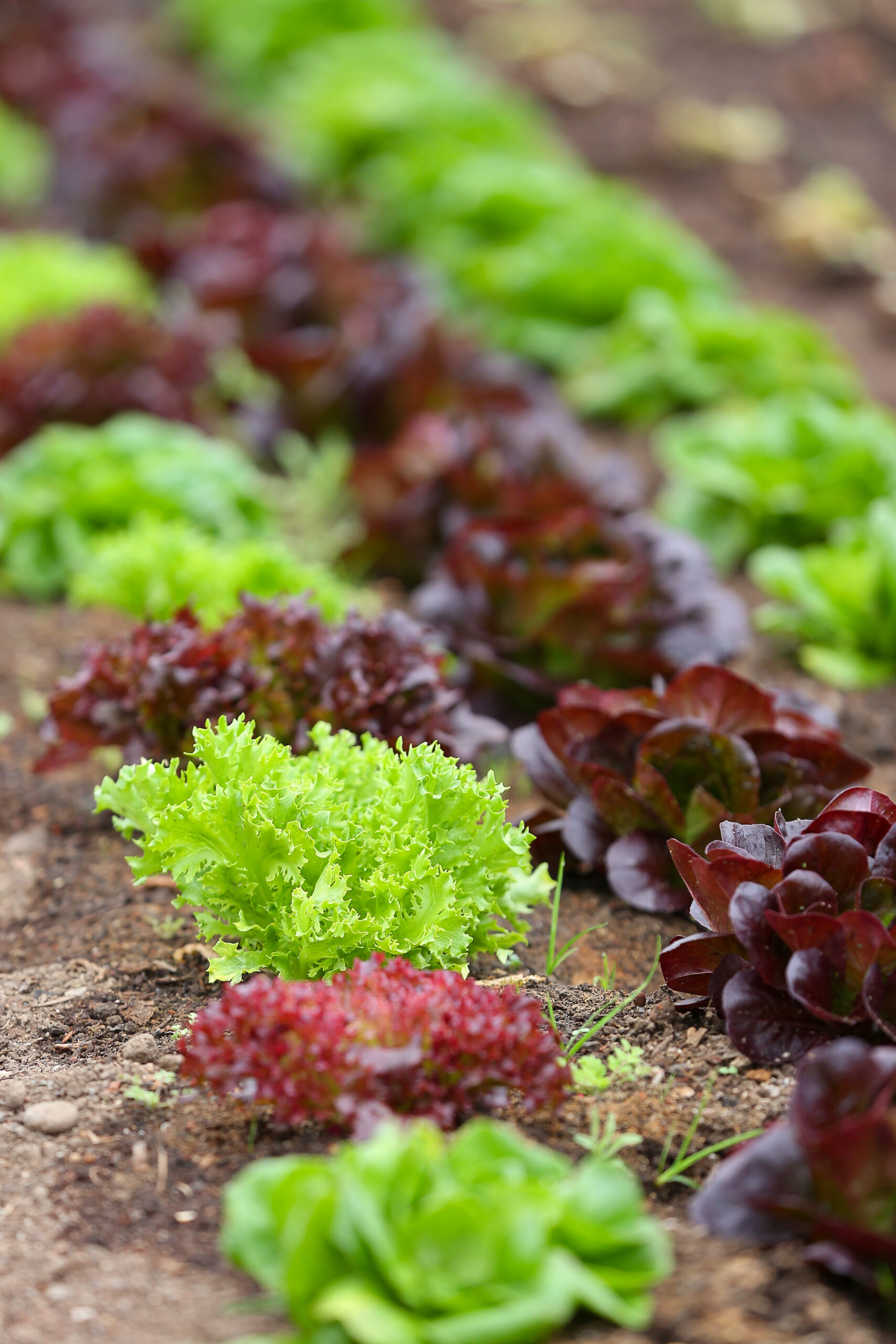 Rows of vegetables grow in a greenhouse of the culinary garden at Stone Edge Farm in Sonoma on Tuesday, March 15, 2022. (Christopher Chung/ The Press Democrat)