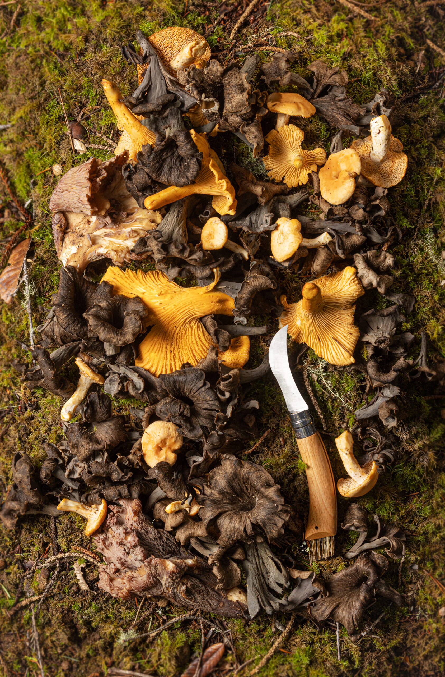 A bounty of black trumpet, hedgehog and chanterelle mushrooms harvested in Salt Point State Park Monday, January 23, 2023. (John Burgess/Sonoma Magazine)