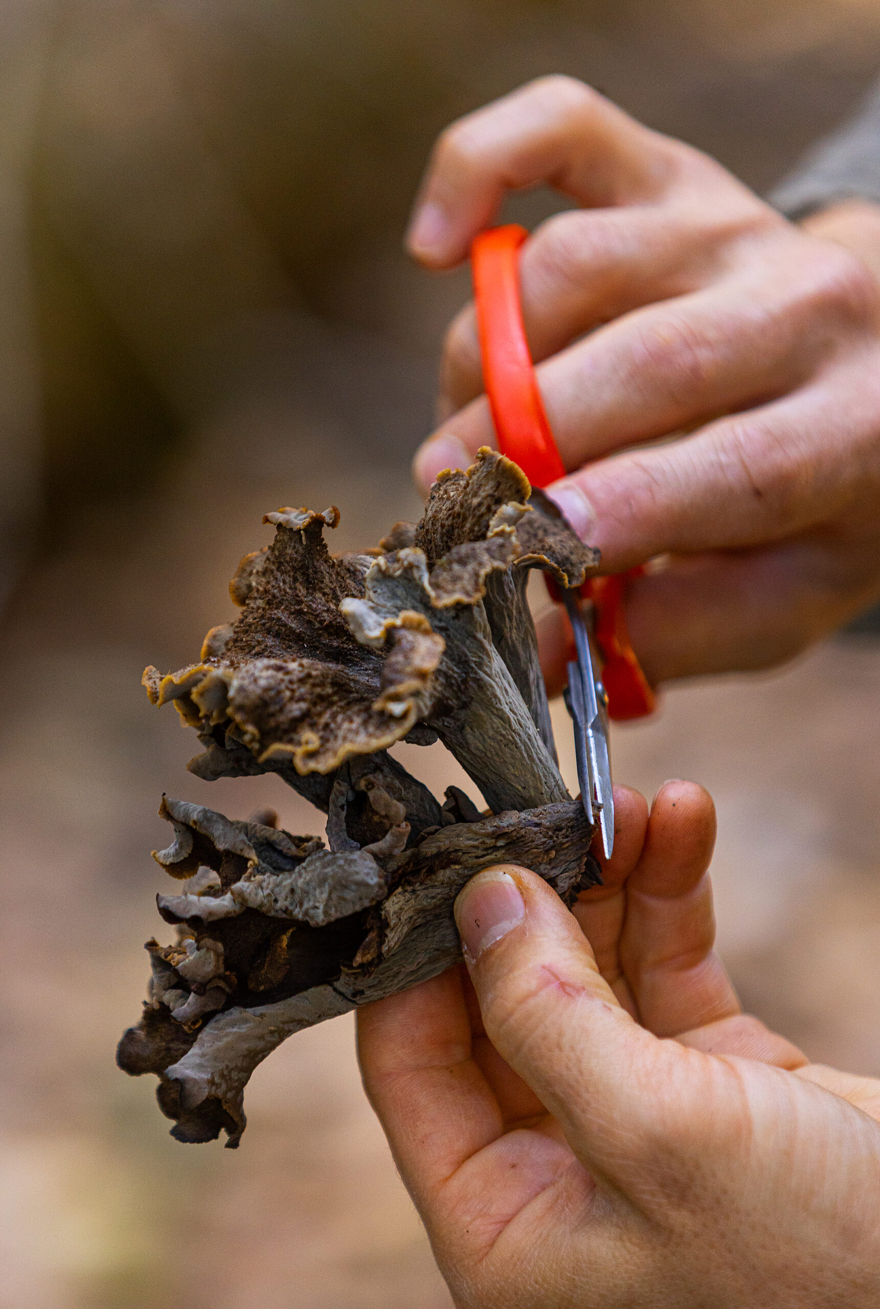 Sebastopol mushroom hunter Ryath Beauchene uses scissors to remove dirt from a black trumpet mushroom in Salt Point State Park Monday, January 23, 2023. (John Burgess/Sonoma Magazine)