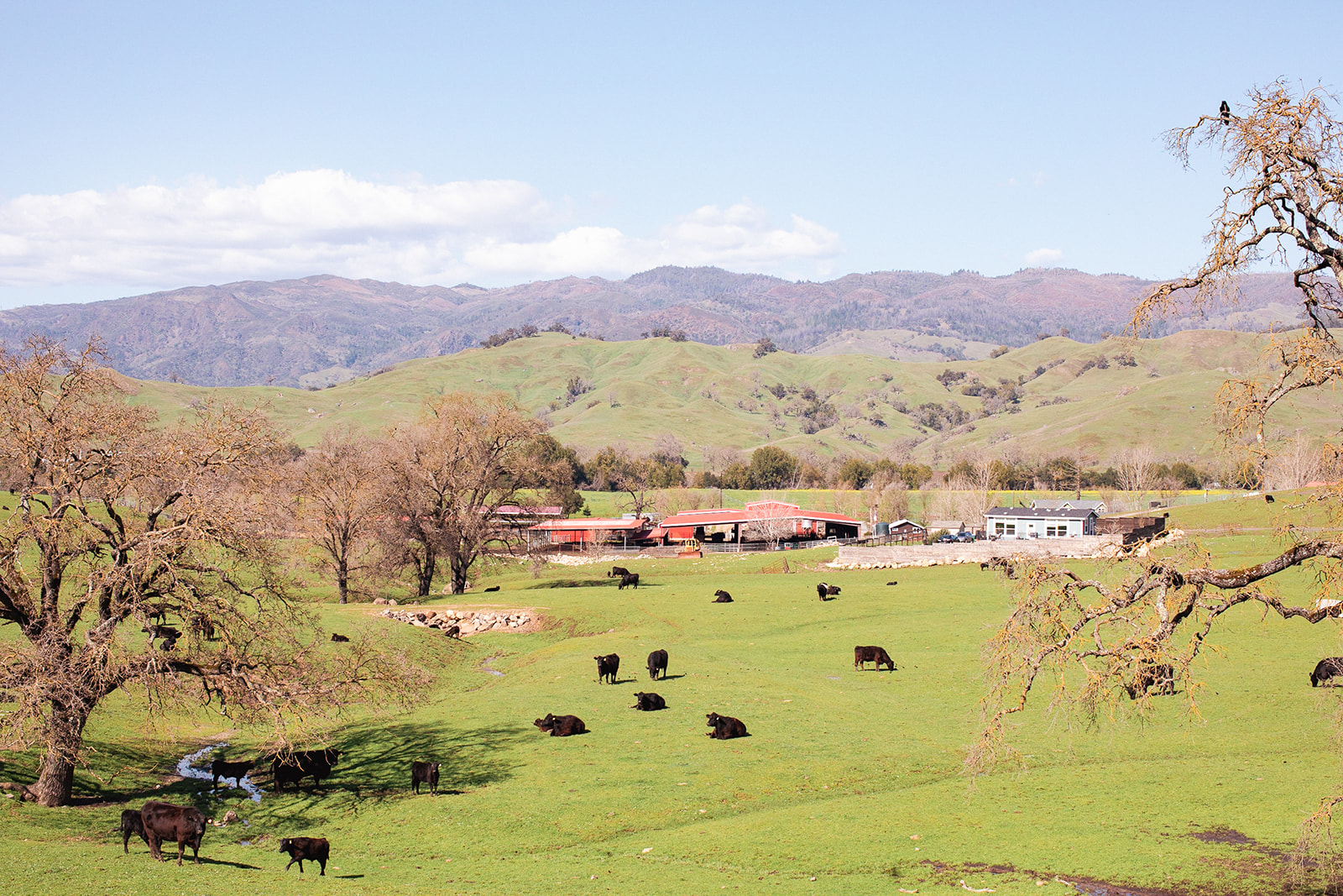 A 111YearOld Family Cattle Ranch East of Healdsburg Faces Its