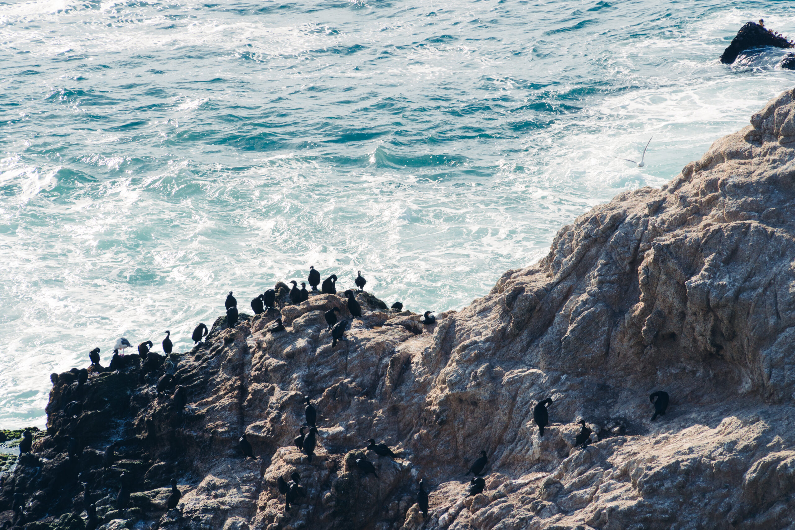 Seabirds at Salt Point. (Mariah Harkey/Sonoma County Tourism)