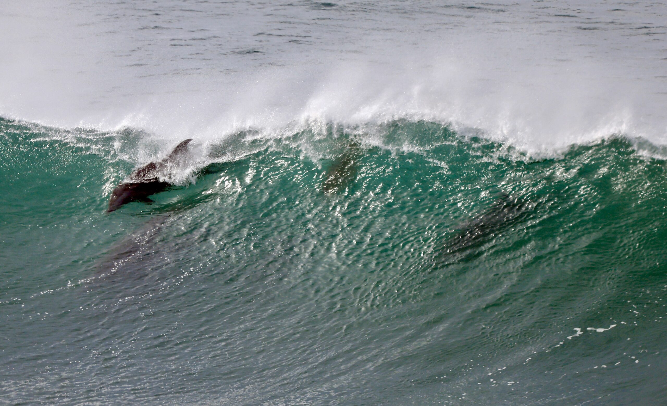 Dolphins are a not-uncommon sight in the waves off Doran Beach. (Kent Porter/The Press Democrat)