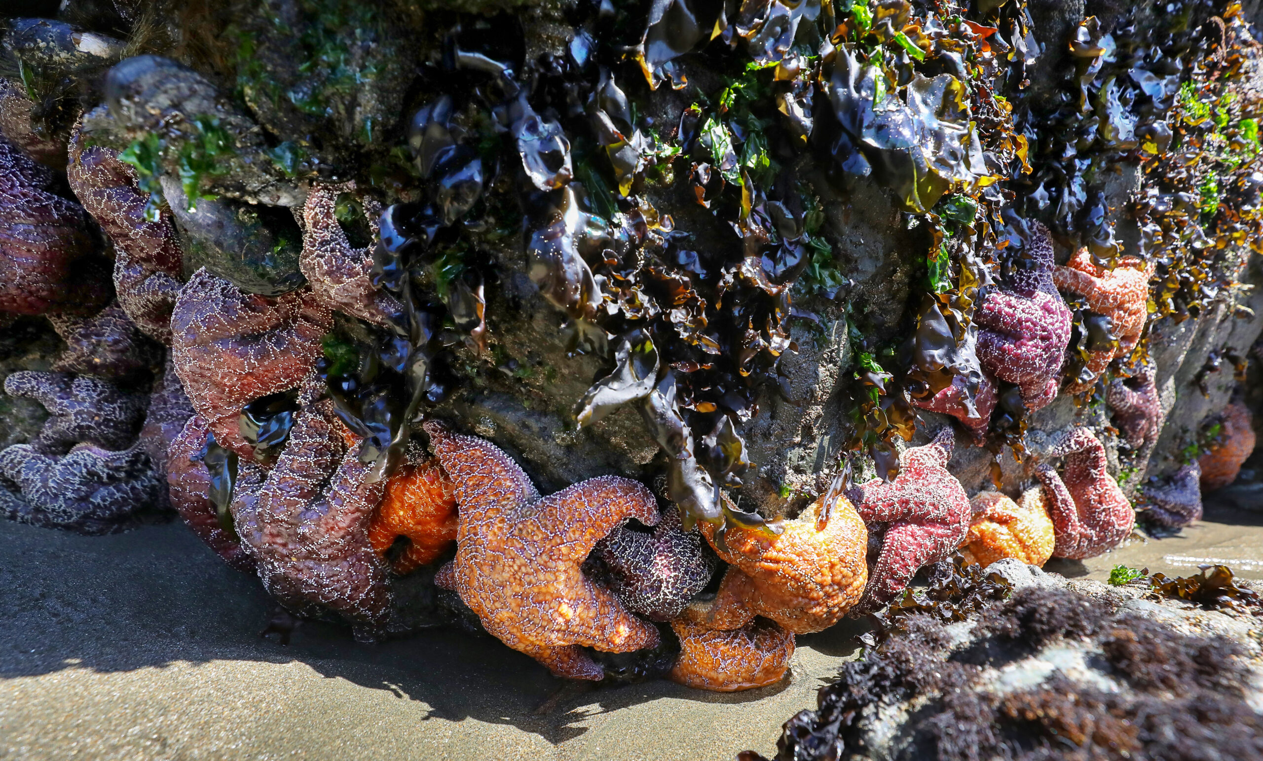 Stands of mussels and sea stars signal a small recovery along the coast after several years of challenging conditions. (Christopher Chung/The Press Democrat)