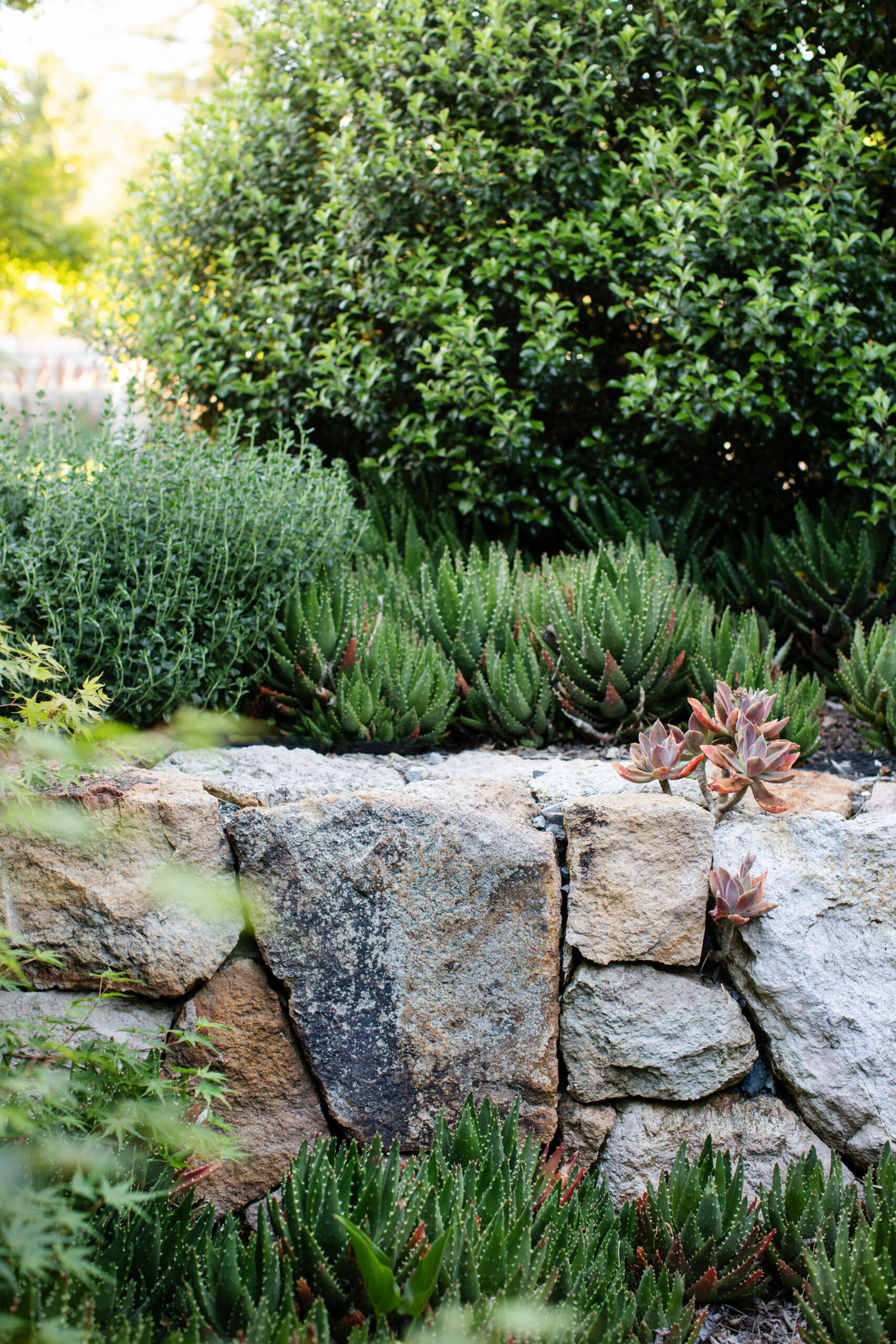 Colorful succulents are interplanted among the stones in the retaining walls. (Eileen Roche)
