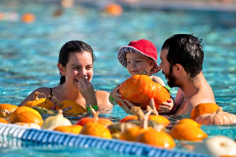 Eighteen-month-old Maya Romero chooses a pumpkin with her parents Jennifer and Ron Romero at Ridgeway Swim Center's annual floating pumpkin patch in Santa Rosa, Calif., on October 19, 2013. (Alvin Jornada / The Press Democrat)