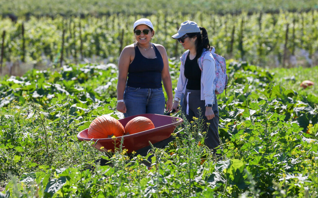Gaby Perez, left, and Jiayan Liu pick out their pumpkins at Santa Rosa Pumpkin Patch, west of Rohnert Park, on Tuesday, October 4, 2022. (Christopher Chung/The Press Democrat)