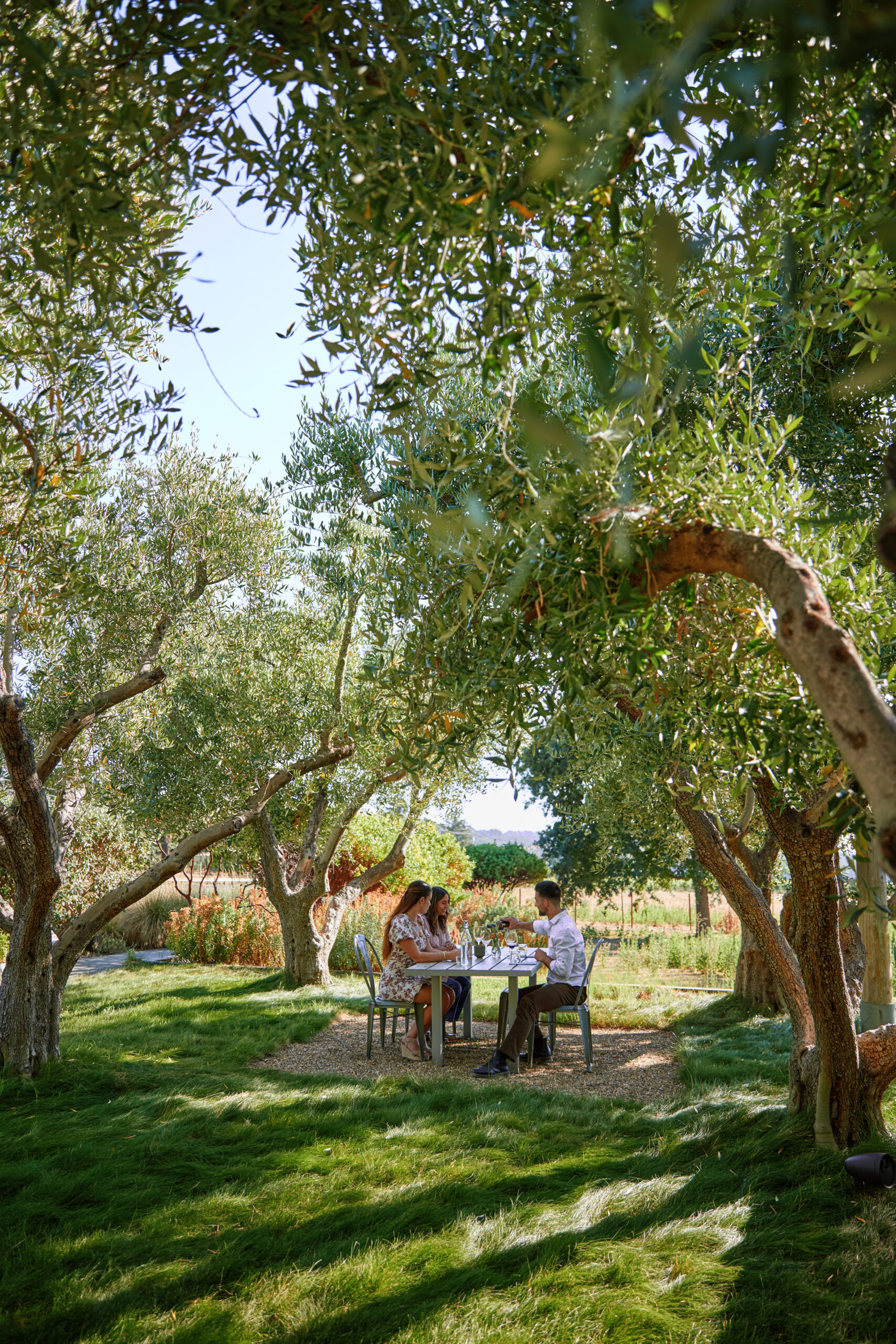 Sonoma County winery Medlock Ames