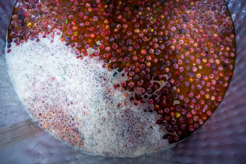 Whole satsuma plums are cold-soaking in apple juice at Eye Cyder. (Kent Porter)