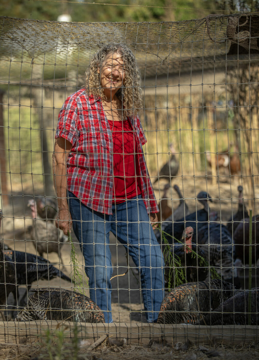 Catherine Thode feeds her 75 turkeys on her farm in a pen that is about 50 by 50 feet with a fence and netting on top to keep out predators, in the middle of a field of her Sebastopol farm September 14, 2023. (Chad Surmick / The Press Democrat)