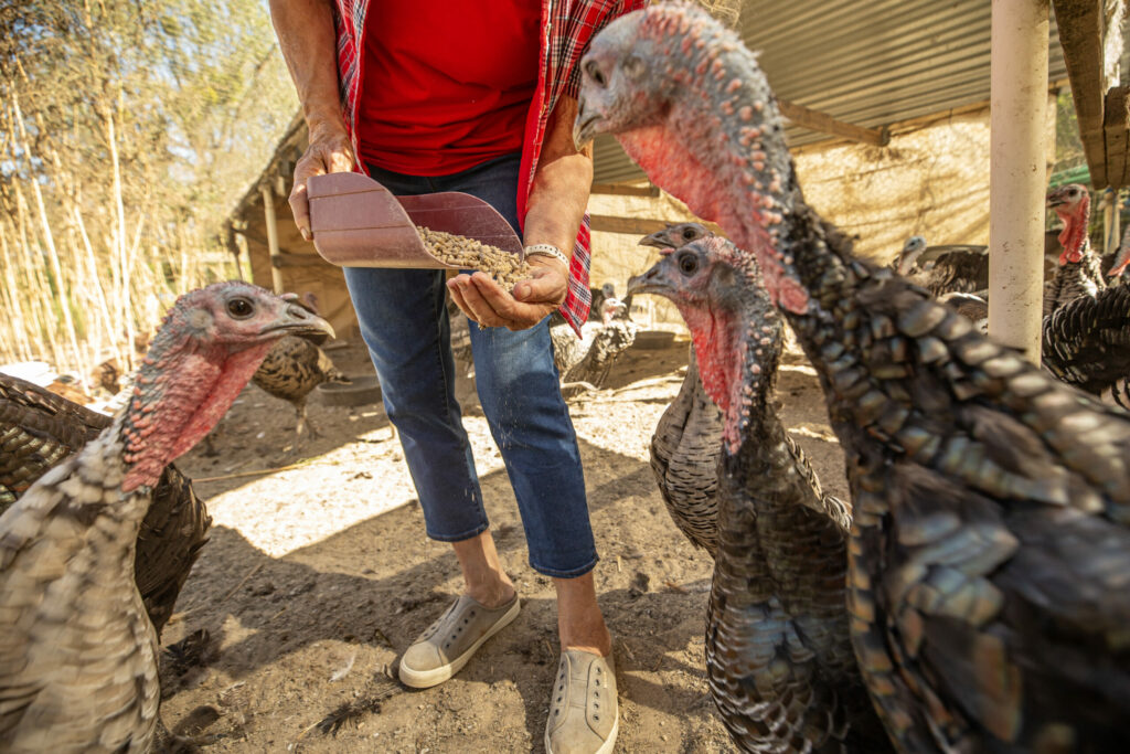 Catherine Thode feeds her 75 turkeys on her farm in a pen that is about 50 by 50 feet with a fence and netting on top to keep out predators, in the middle of a field of her Sebastopol farm September 14, 2023. (Chad Surmick / The Press Democrat)