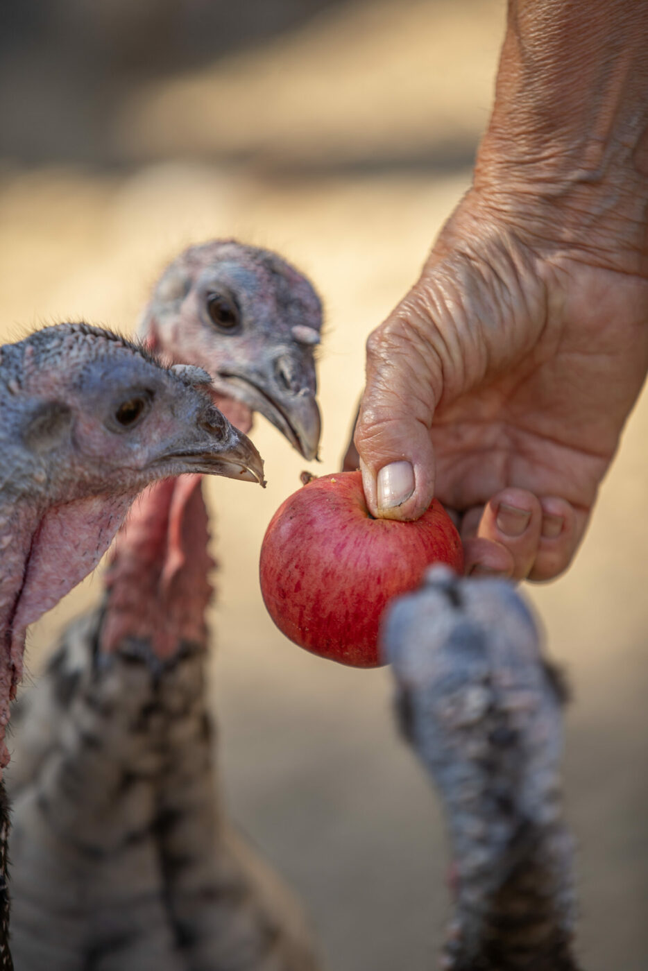 Catherine Thode feeds her 75 turkeys on her farm in a pen that is about 50 by 50 feet with a fence and netting on top to keep out predators, in the middle of a field of her Sebastopol farm September 14, 2023. (Chad Surmick / The Press Democrat)