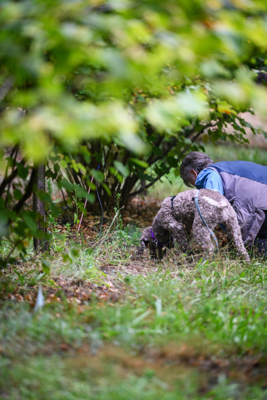 Karen Passafaro, president of the North American Truffle Growers Association, and her dog, Alba, hunt for Burgundy truffles on her family property outside Santa Rosa. Passafaro and Alba found their first and only cultivated truffle on the property in June 2022. 