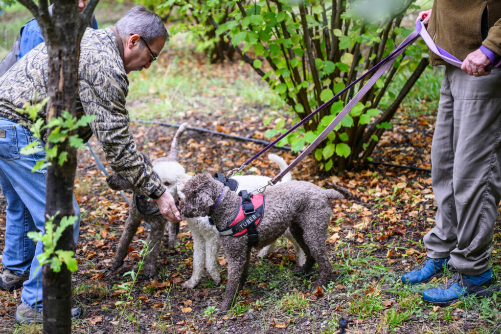  It’s a family affair when Tuber, Bella, and Alba hunt together. Tuber is Bella's mother and Alba's half-sister, and their owners are good friends. 