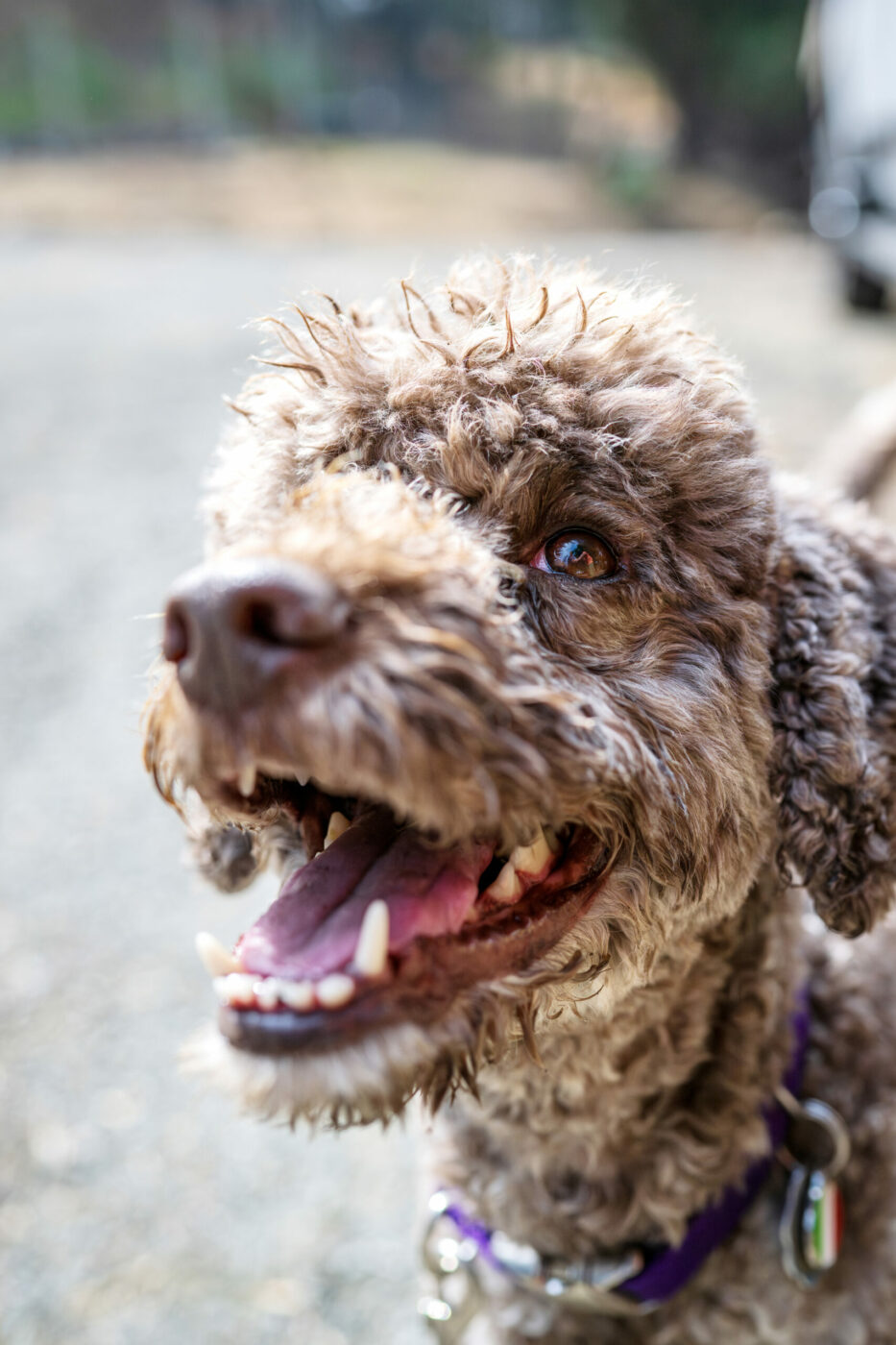  Alba, a 7-year-old female Lagotto Romagnolo, grins after a morning truffle hunt. She's rewarded with nuggets of plain baked chicken, a special treat she receives only for truffle work.